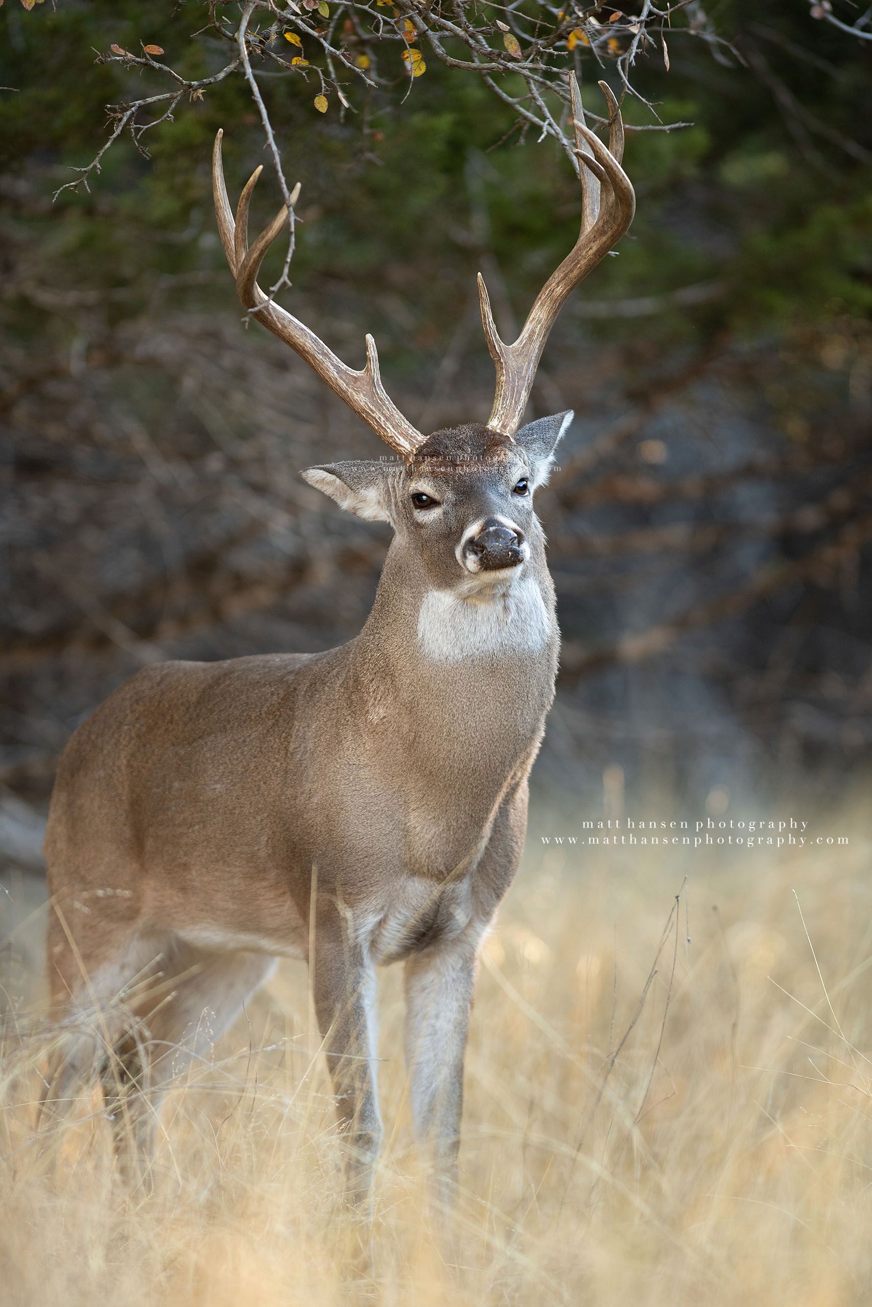 Whitetail Deer Photography - Whitetail Deer Photography