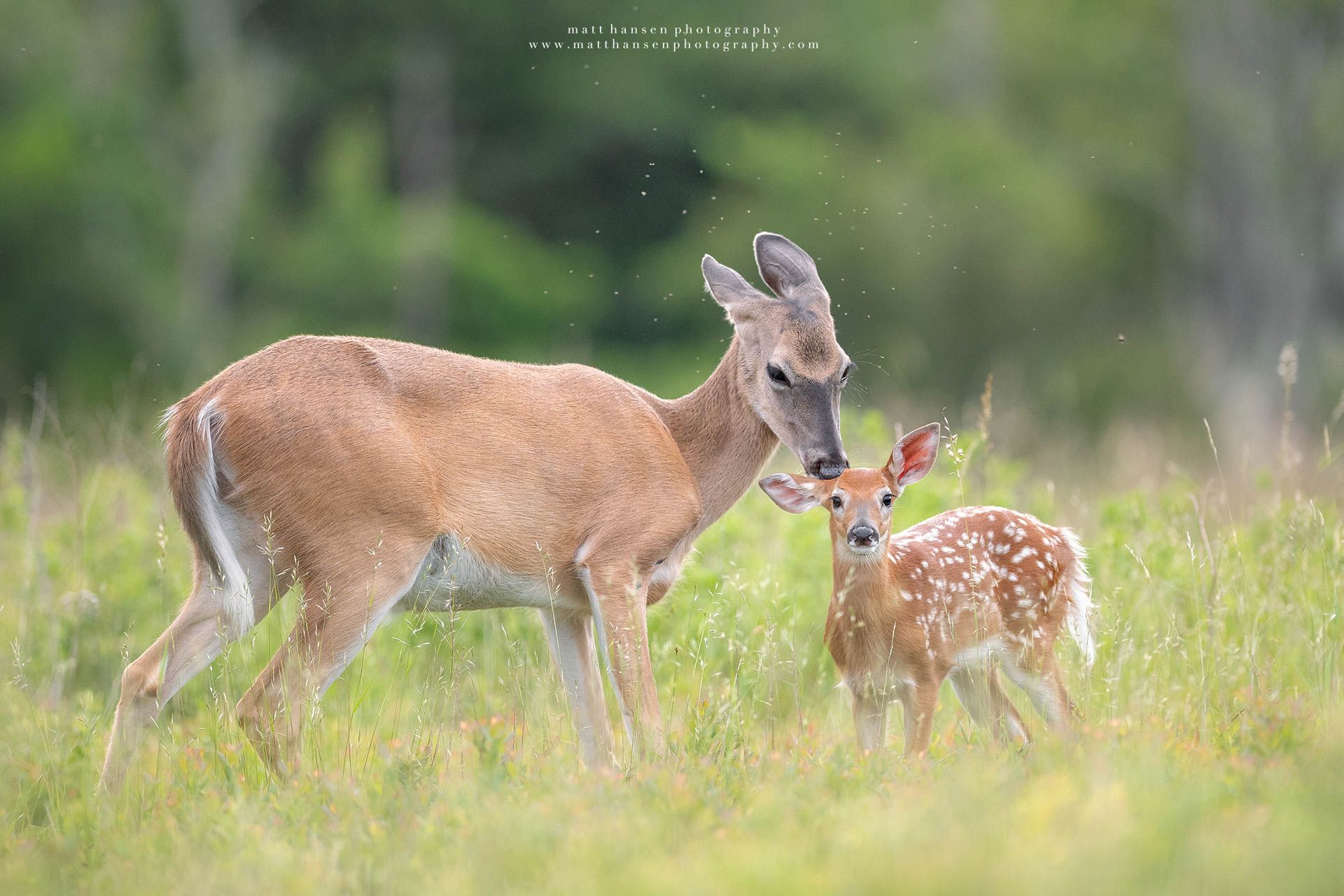 Whitetail Deer Photography