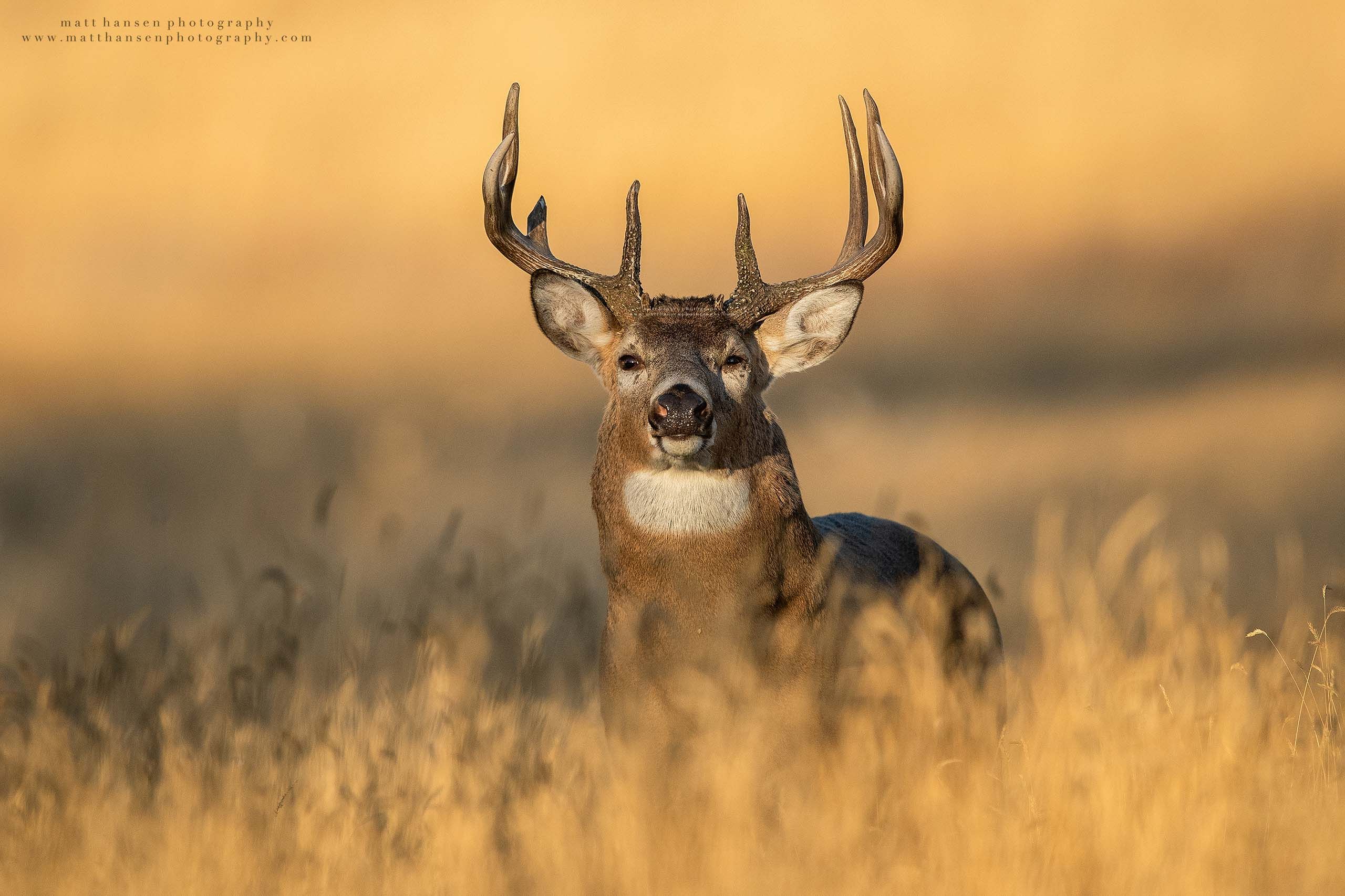 Whitetail Deer Photography