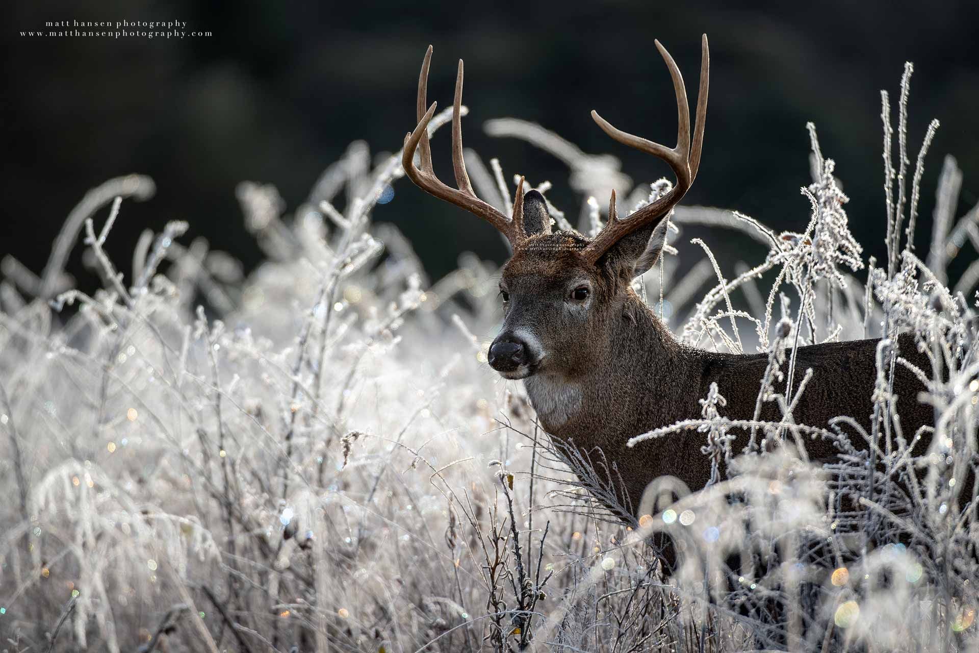Yoder Images Whitetail Deer Photography - Whitetail Deer Photography