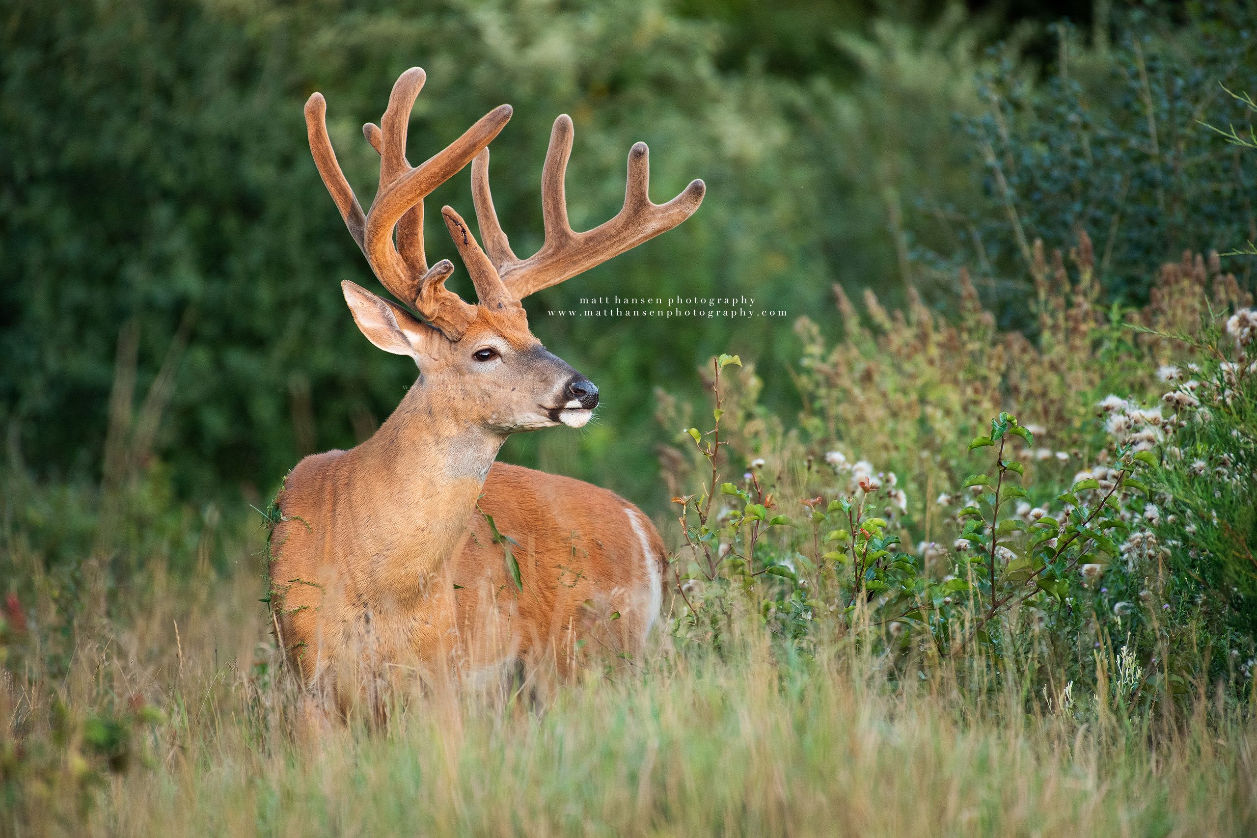 Whitetail Deer Photography