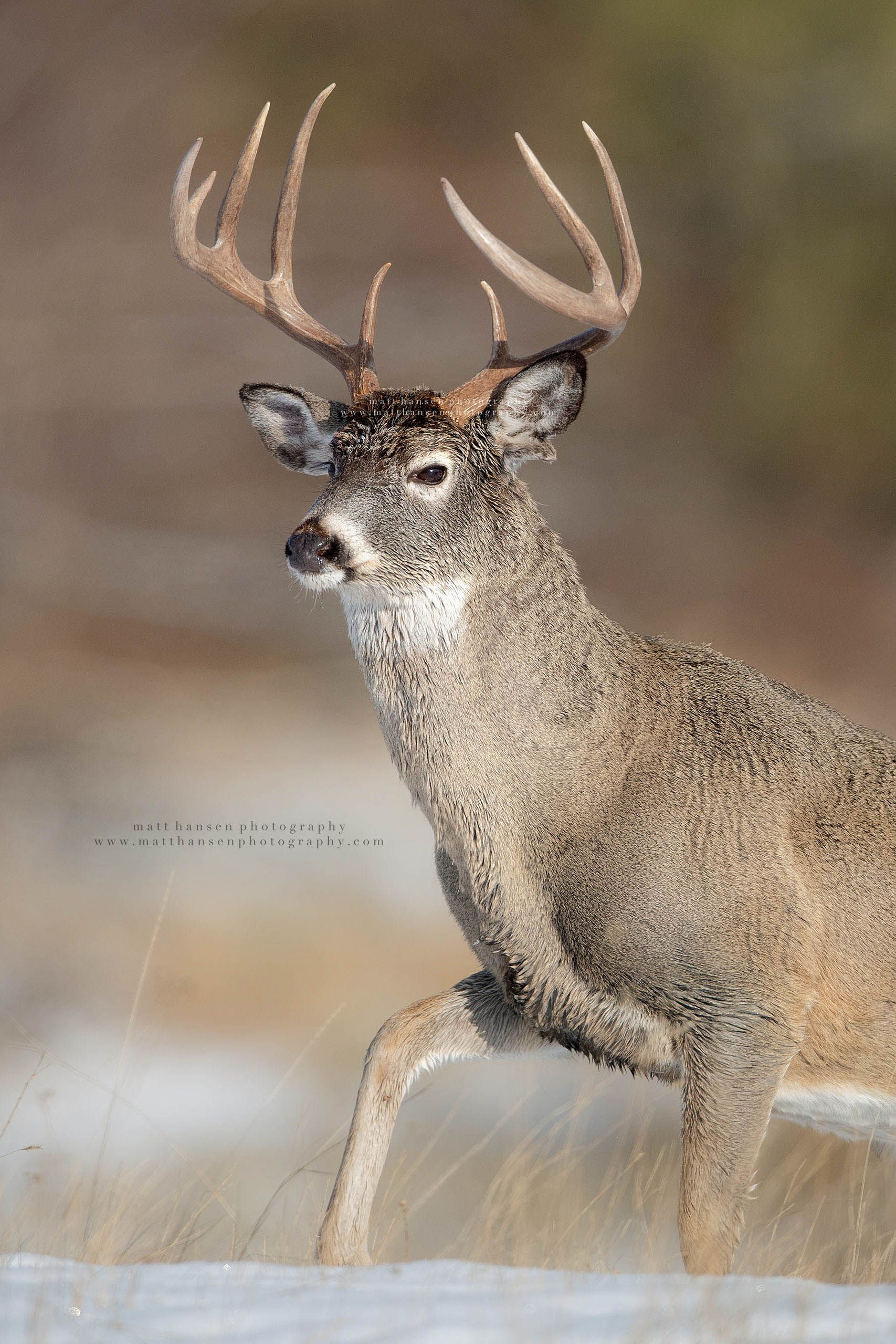 Yoder Images Whitetail Deer Photography - Whitetail Deer Photography