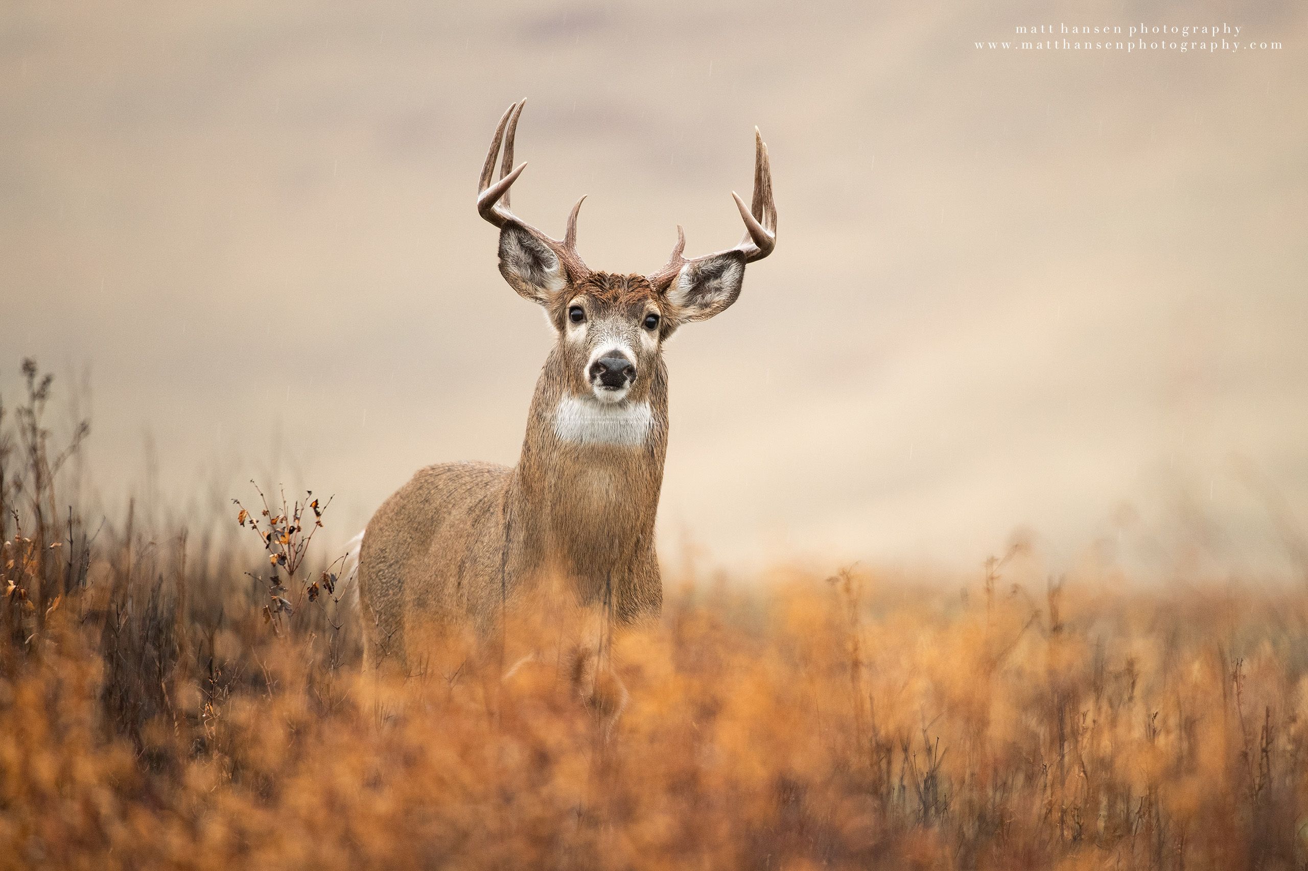Yoder Images Whitetail Deer Photography - Whitetail Deer Photography
