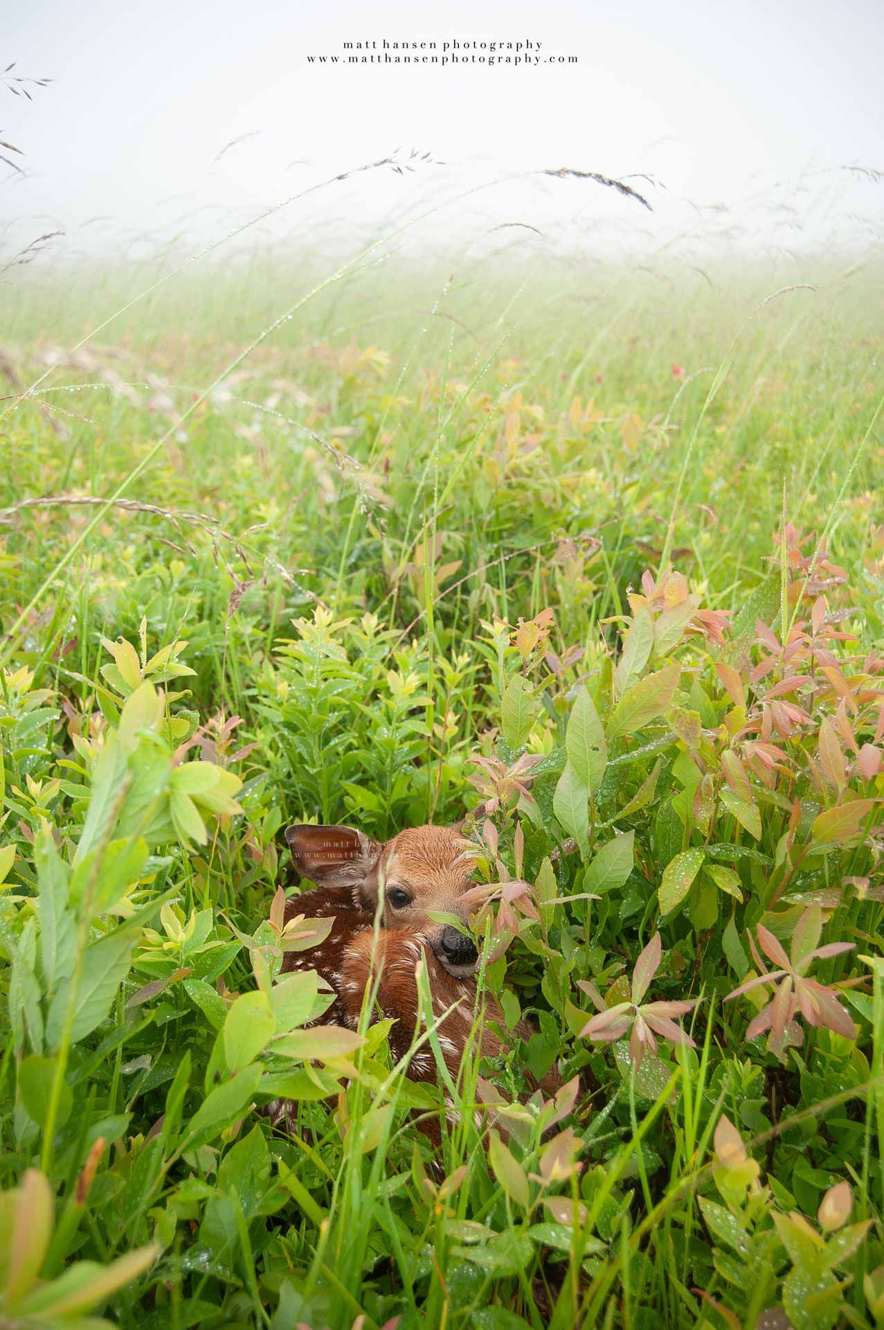 Whitetail Deer Photography