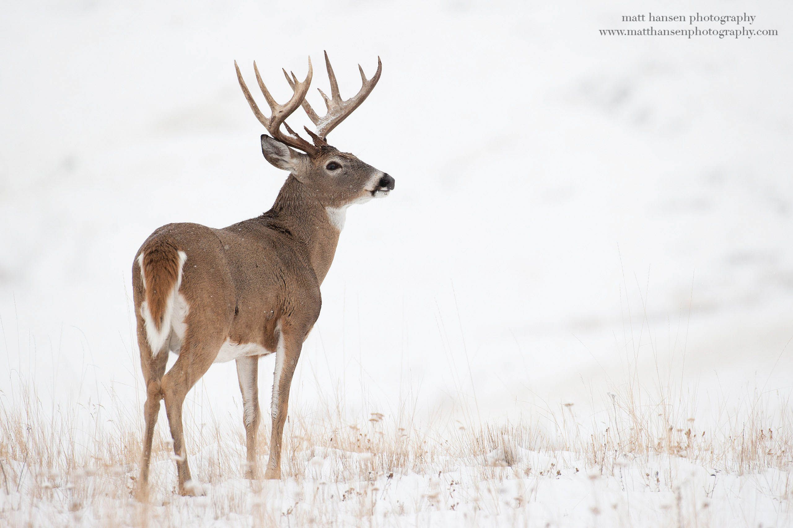 Whitetail Deer Photography - Whitetail Deer Photography