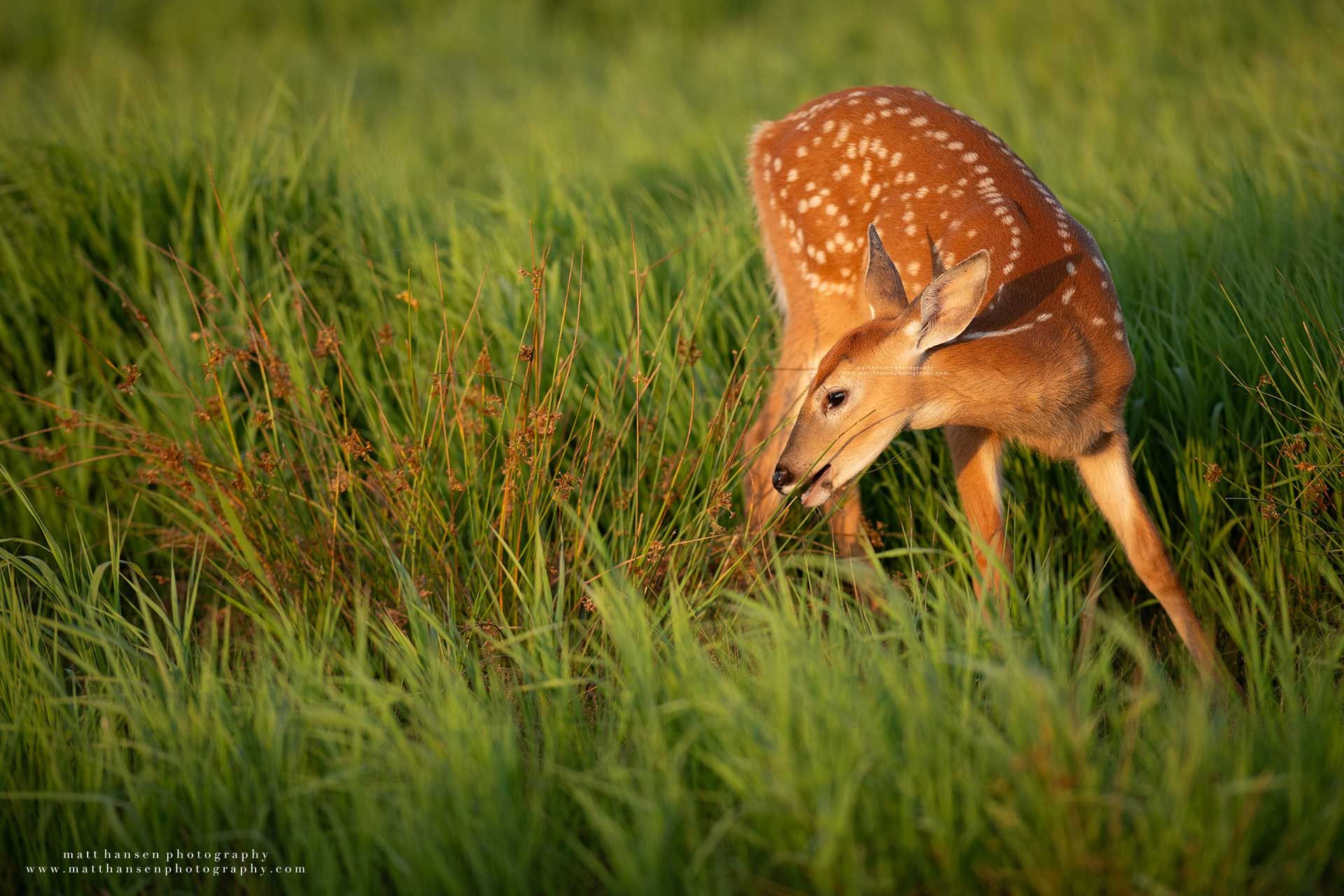 Whitetail Deer Photography