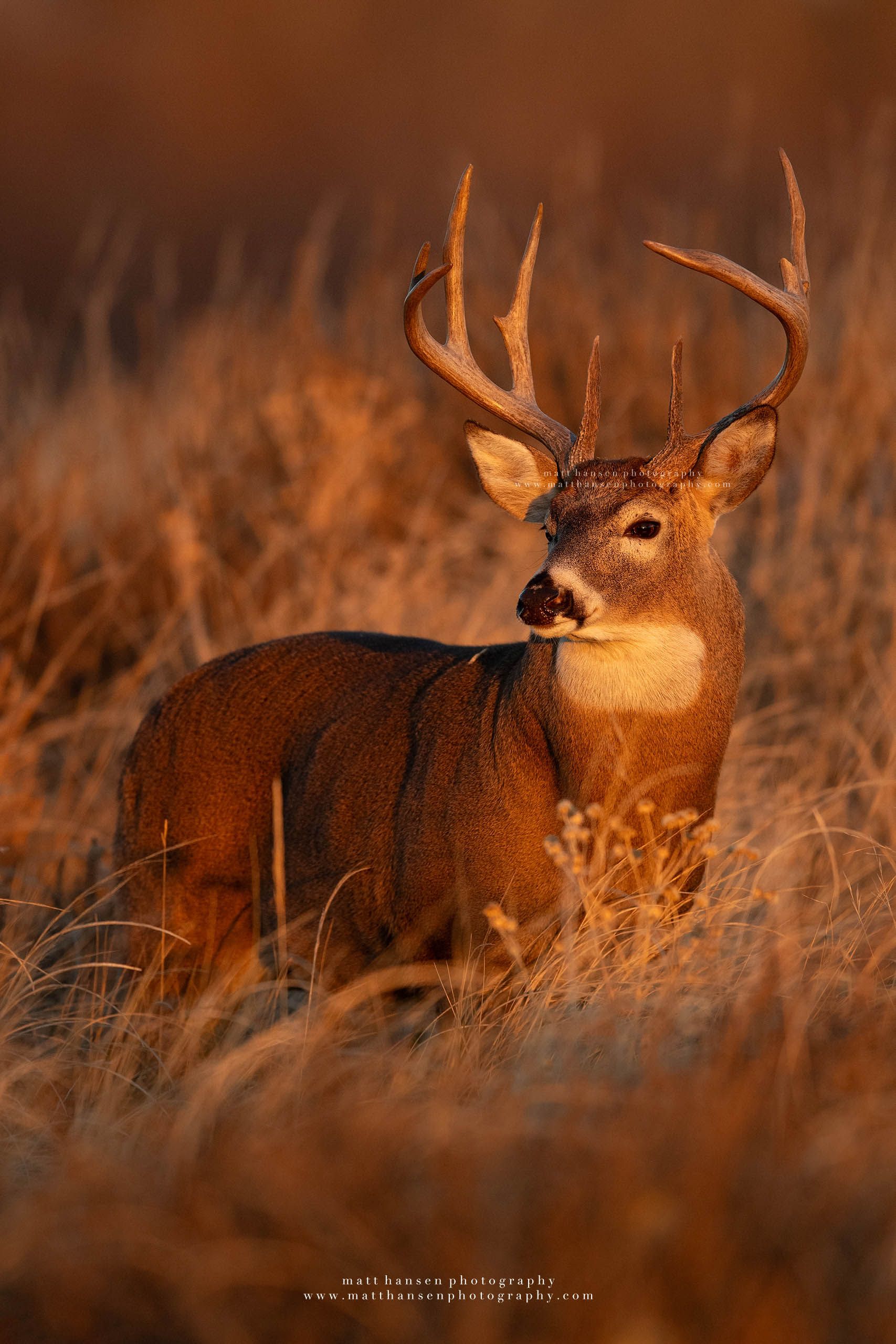 Whitetail Deer Photography