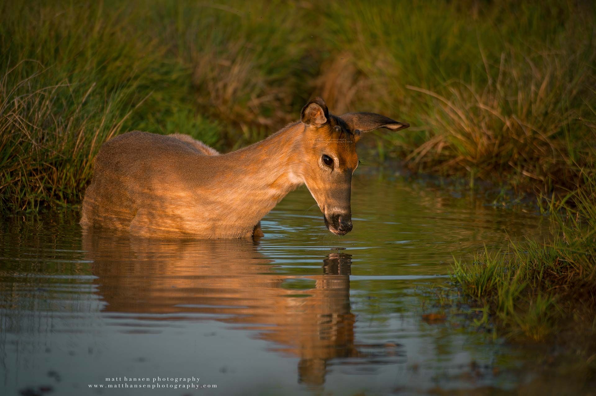Whitetail Deer Photography by Matt Hansen Photography
