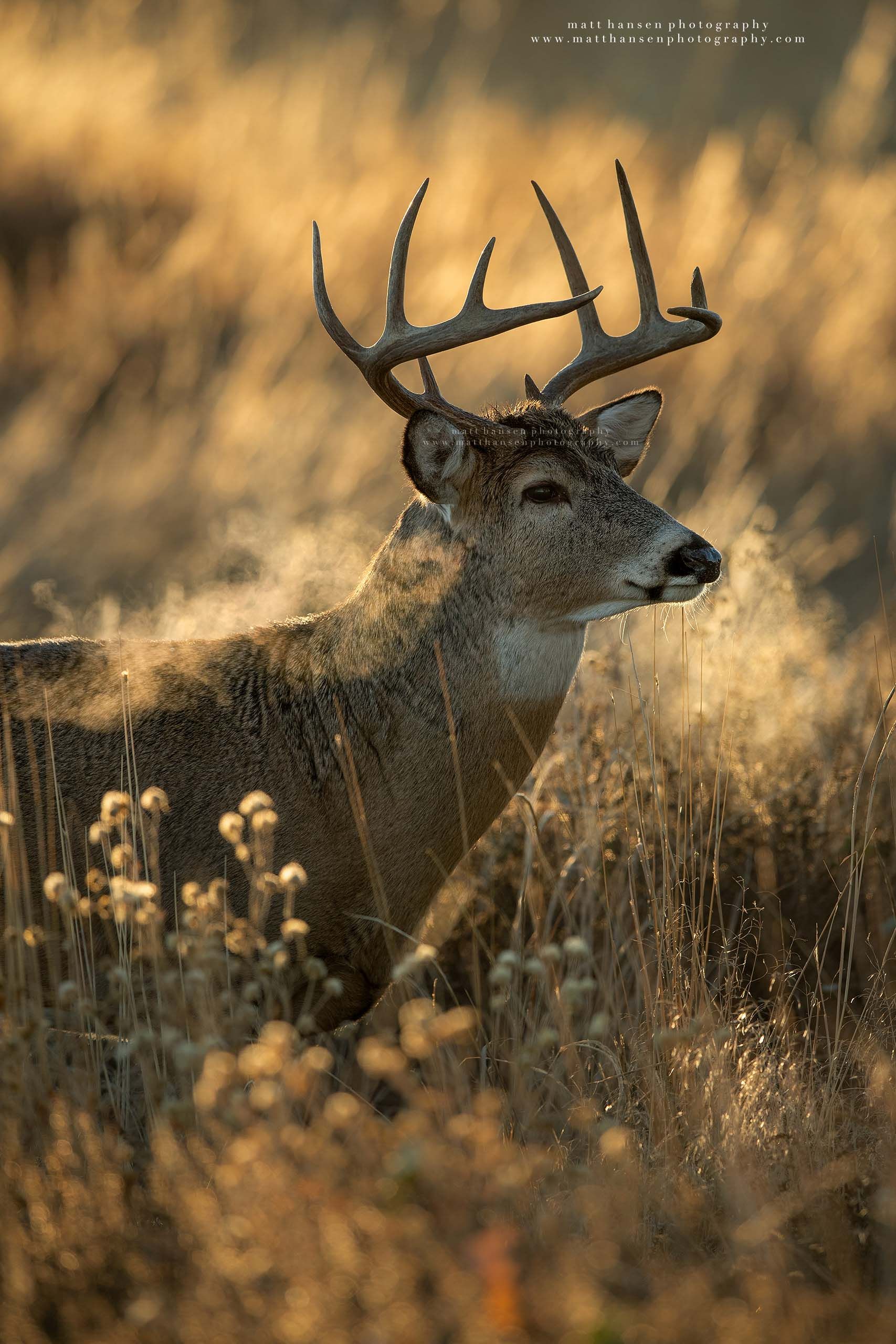Yoder Images Whitetail Deer Photography - Whitetail Deer Photography