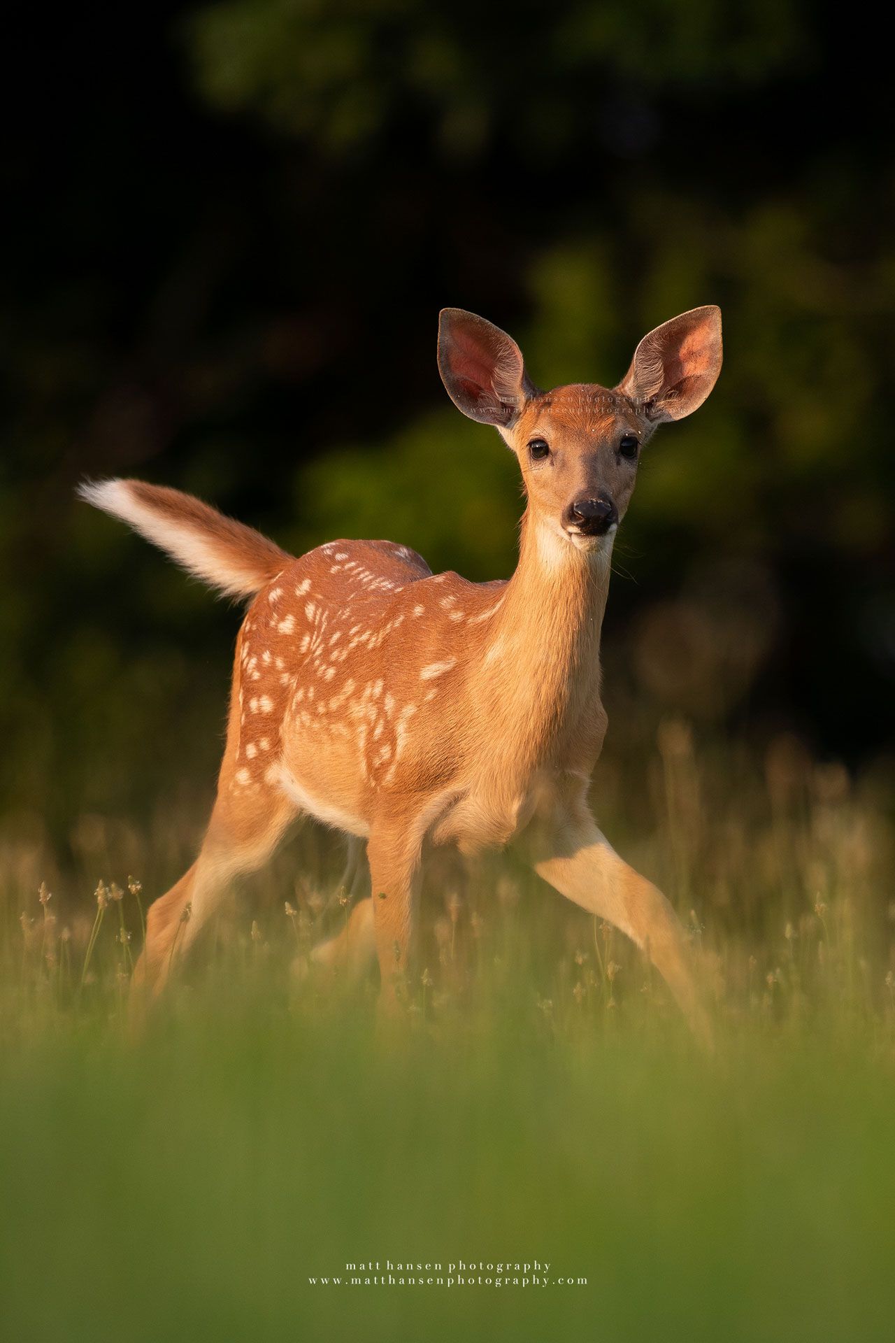 Whitetail Deer Photography
