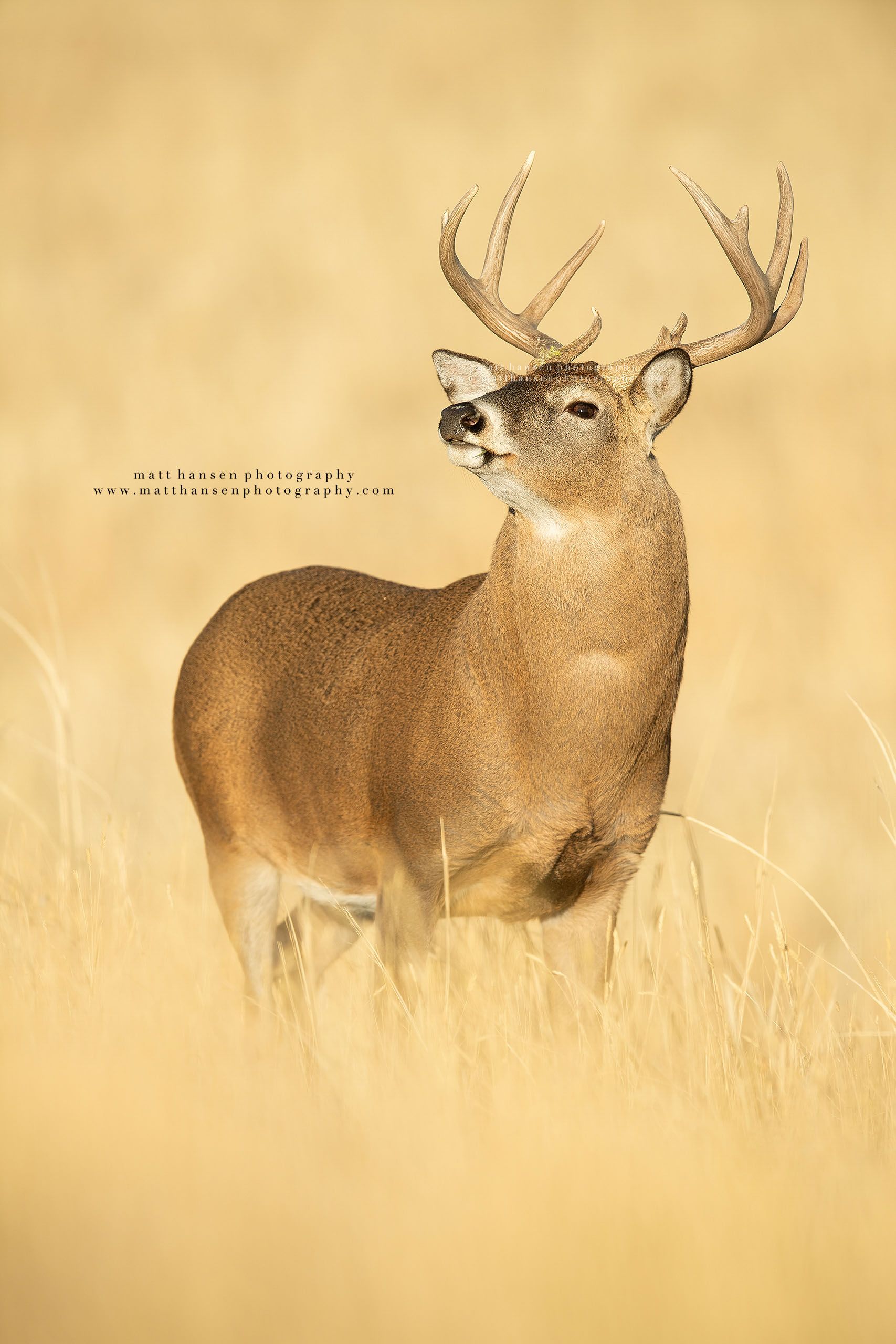 Whitetail Deer Photography