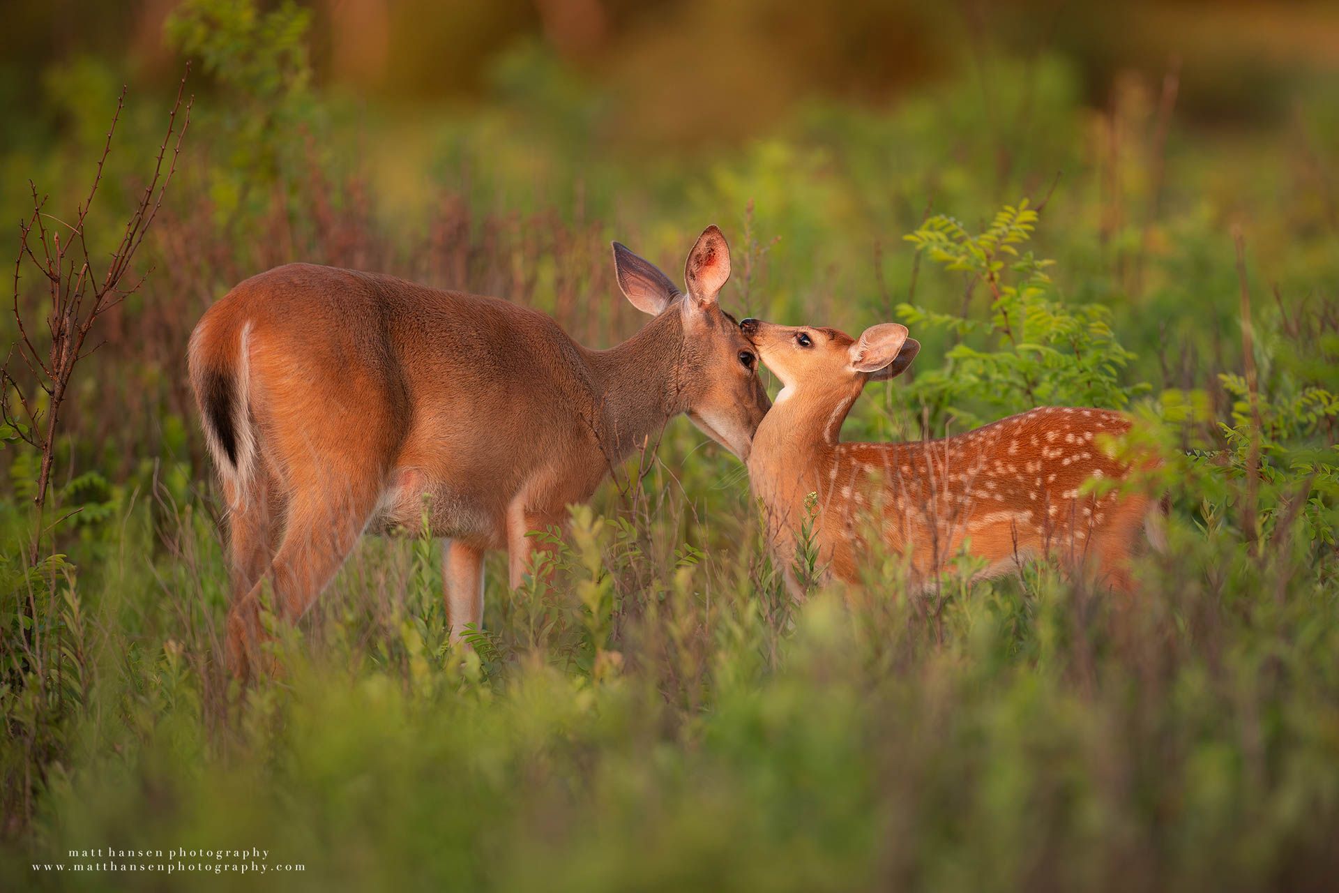 Whitetail Deer Photography