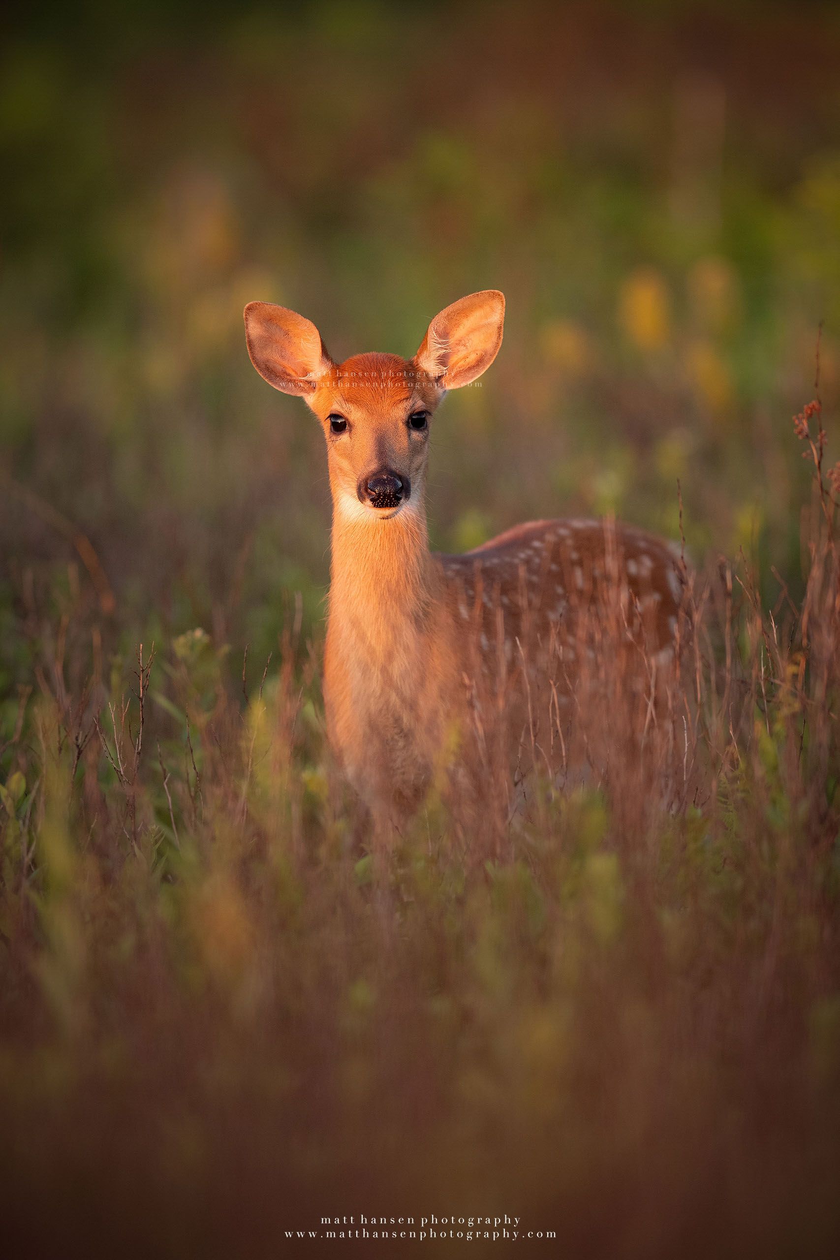 Whitetail Deer Photography