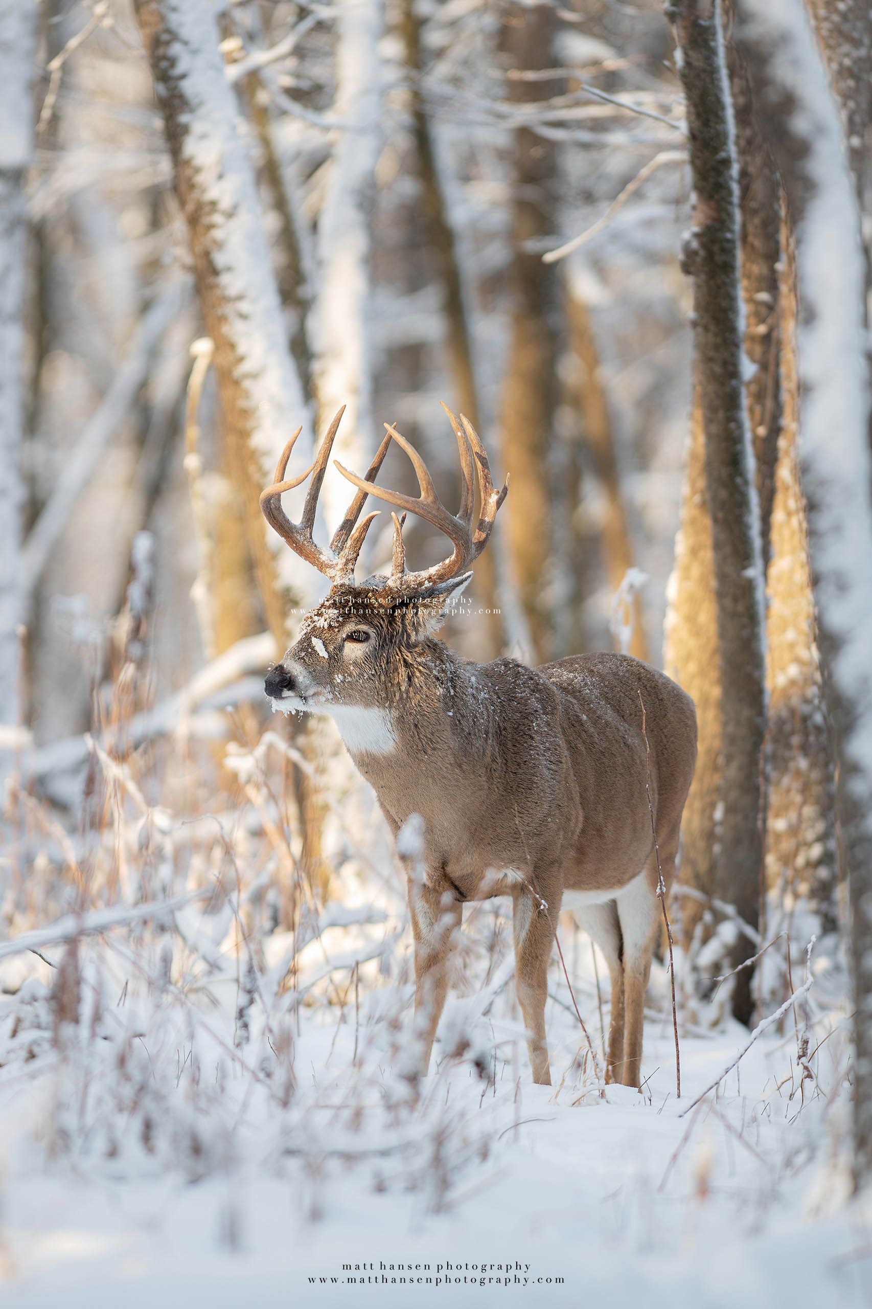 Yoder Images Whitetail Deer Photography - Whitetail Deer Photography