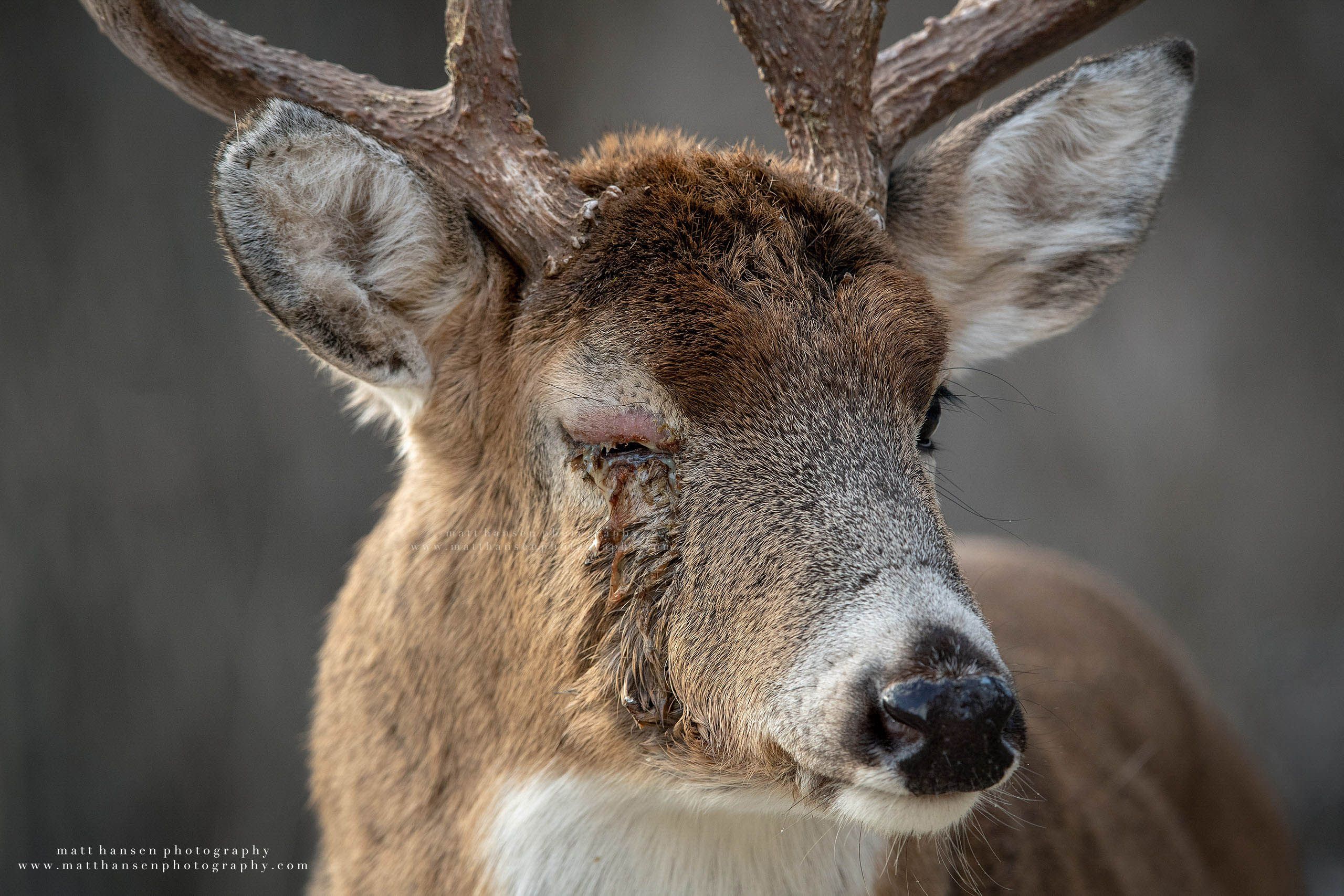 Whitetail Deer Photography
