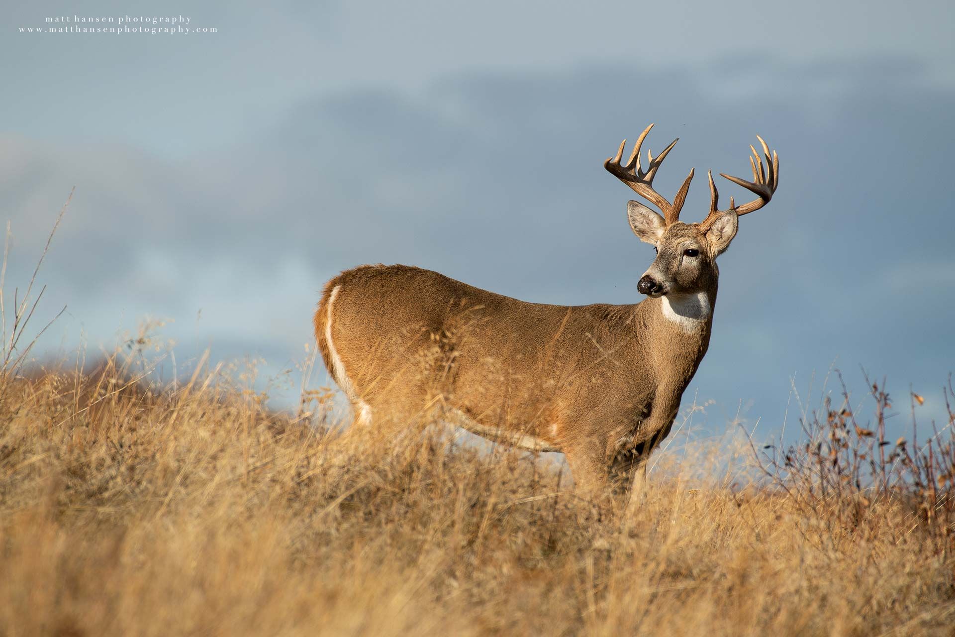 Whitetail Deer Photography