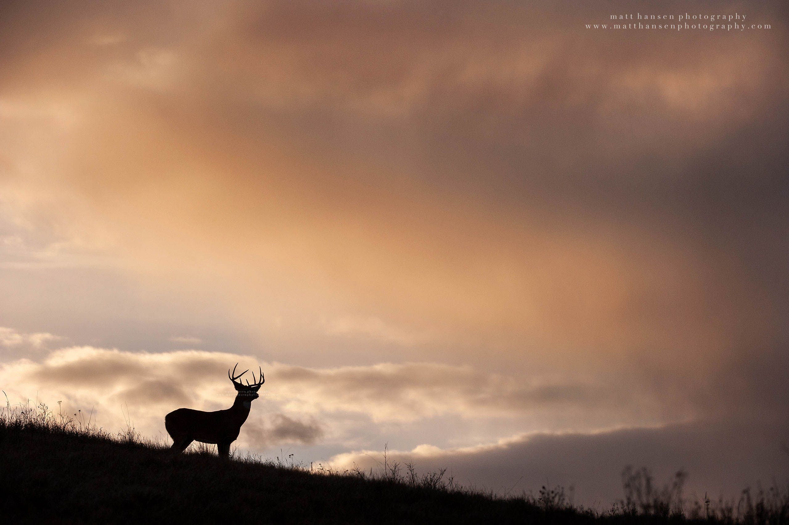 Whitetail Deer Photography