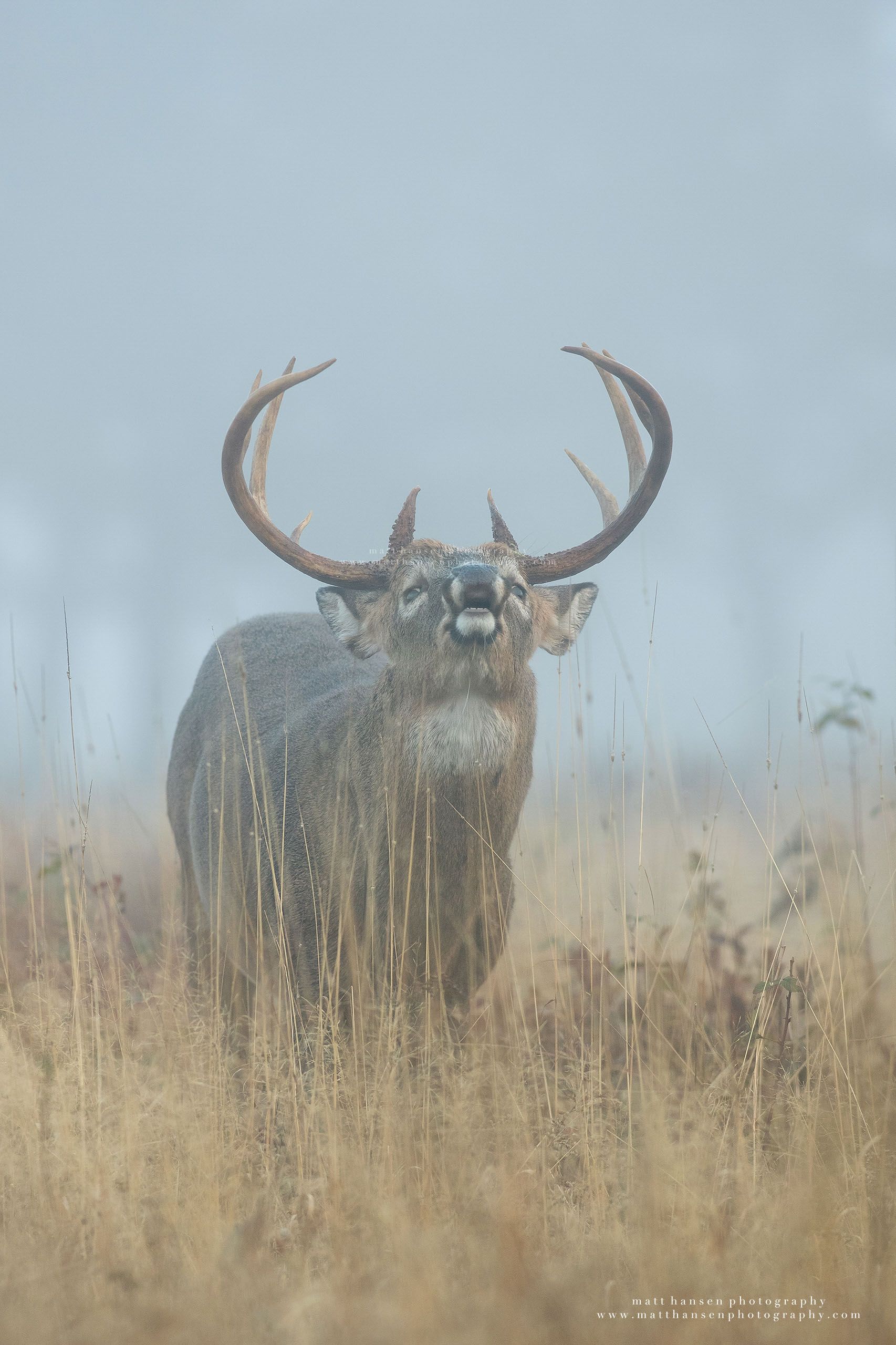 Whitetail Deer Photography