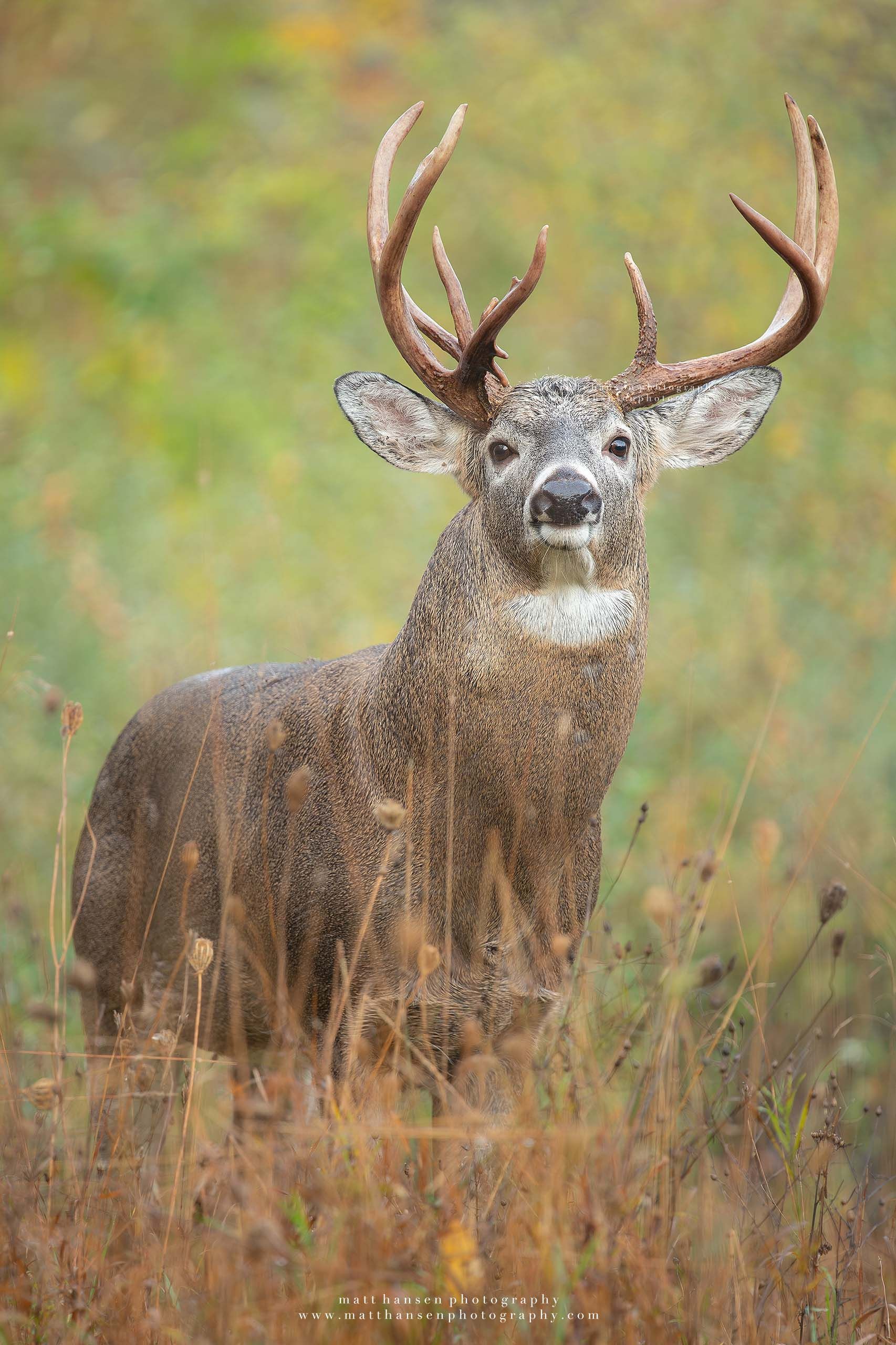 Yoder Images Whitetail Deer Photography - Whitetail Deer Photography