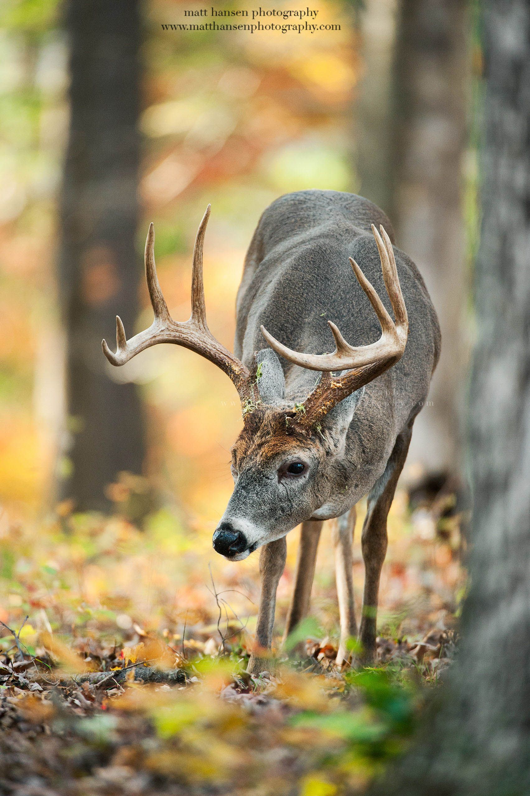 Whitetail Deer Photography Whitetail Deer Photography