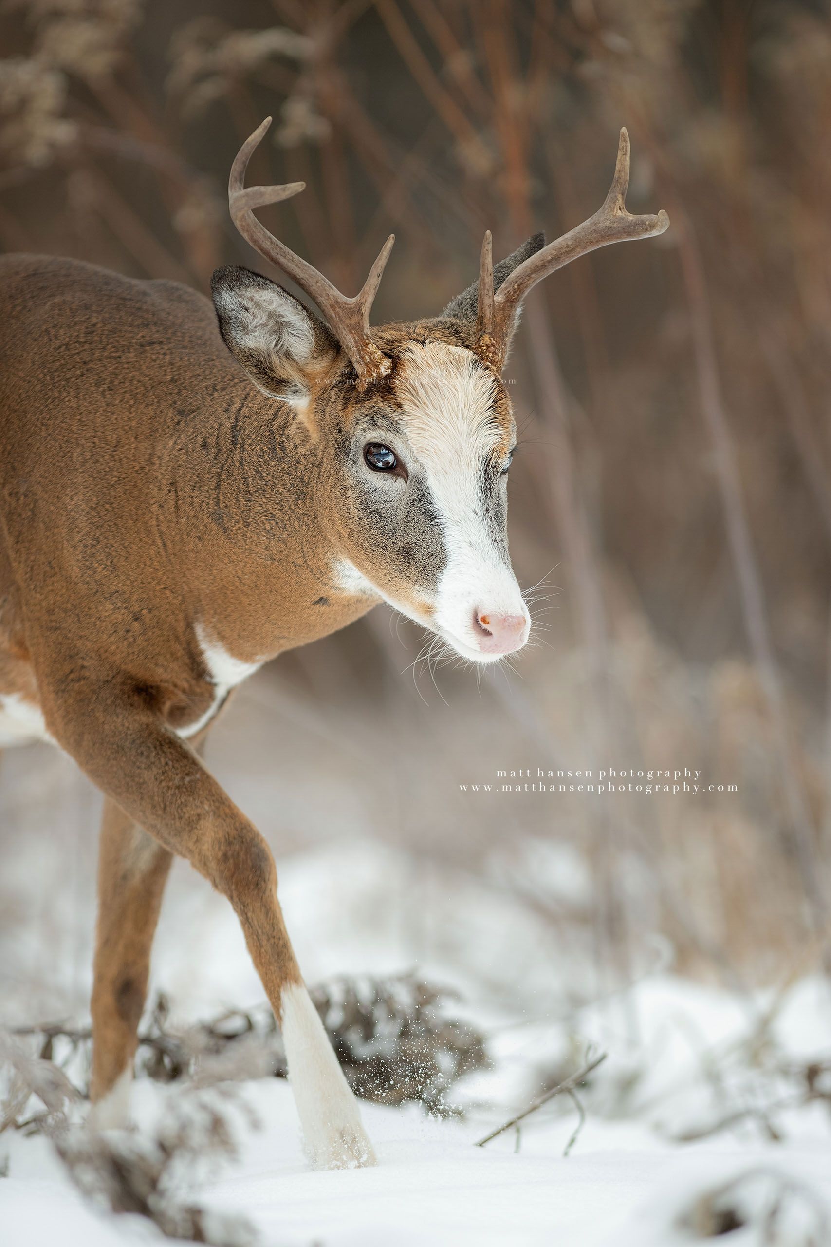 Whitetail Deer Photography