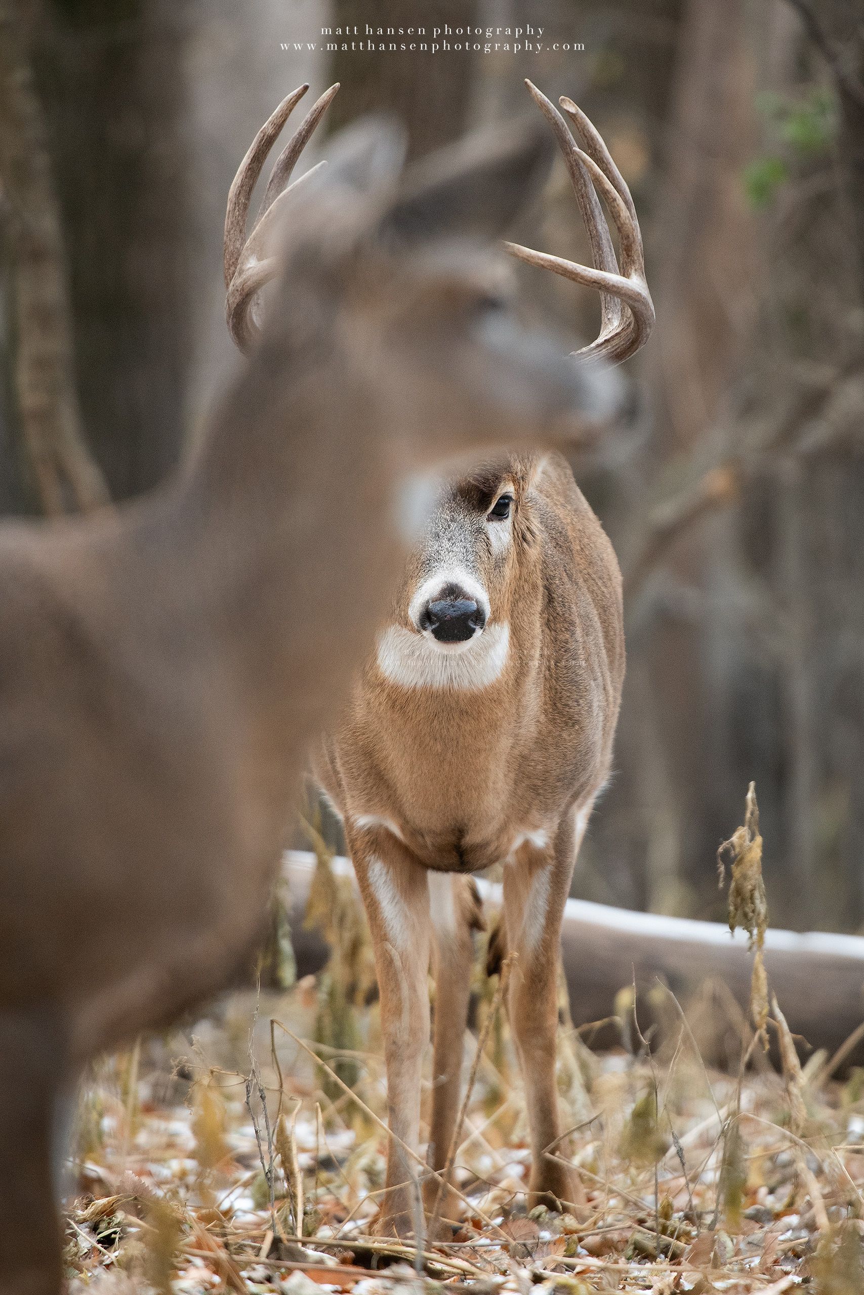 Yoder Images Whitetail Deer Photography - Whitetail Deer Photography