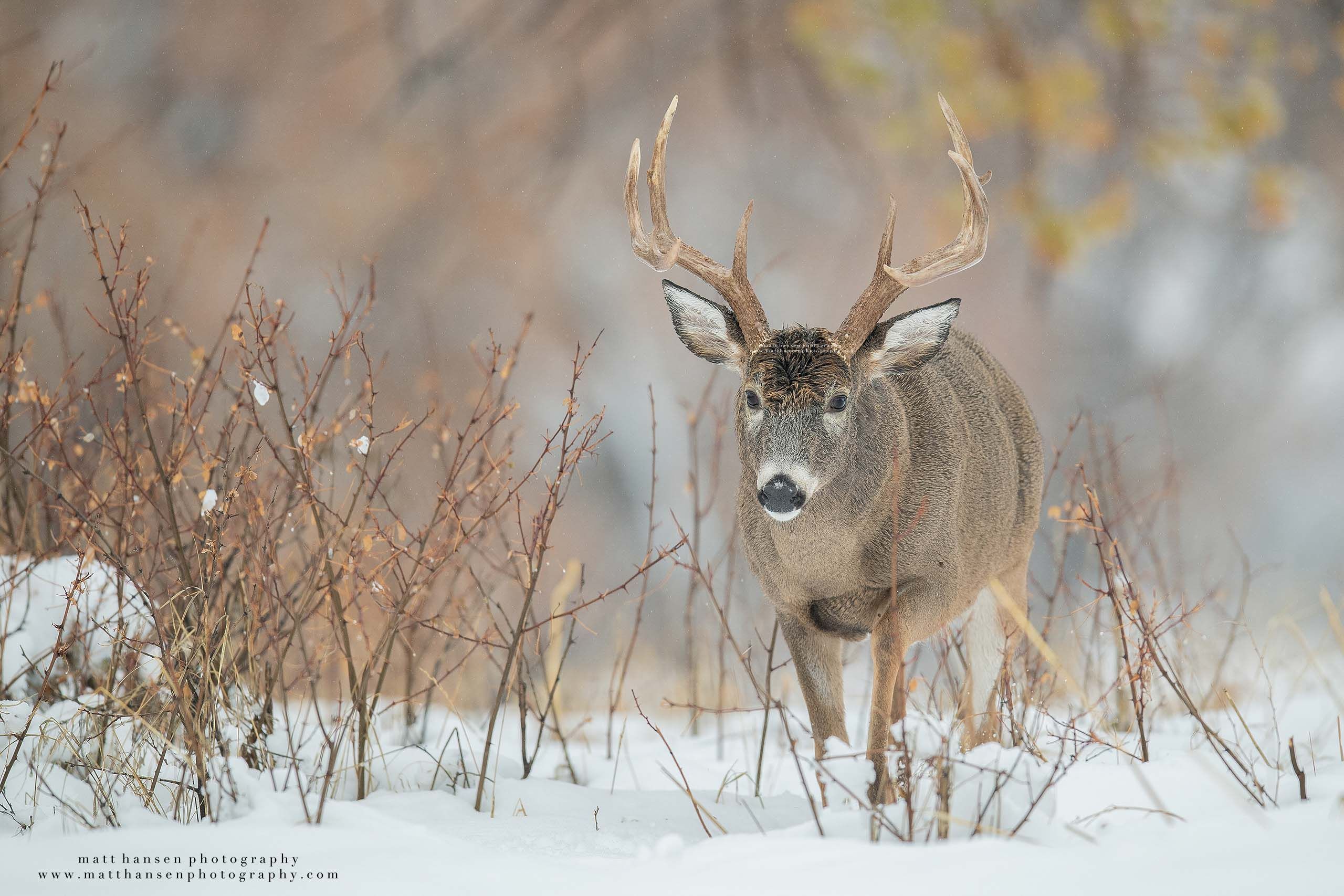 Whitetail Deer Photography