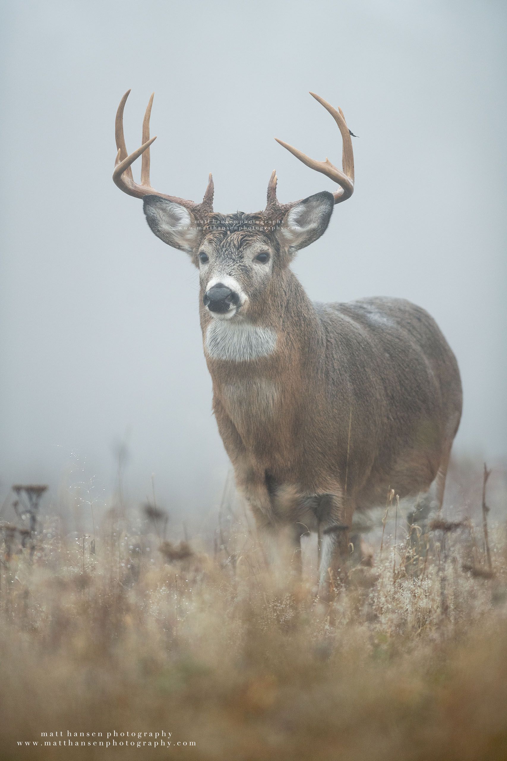 Yoder Images Whitetail Deer Photography - Whitetail Deer Photography