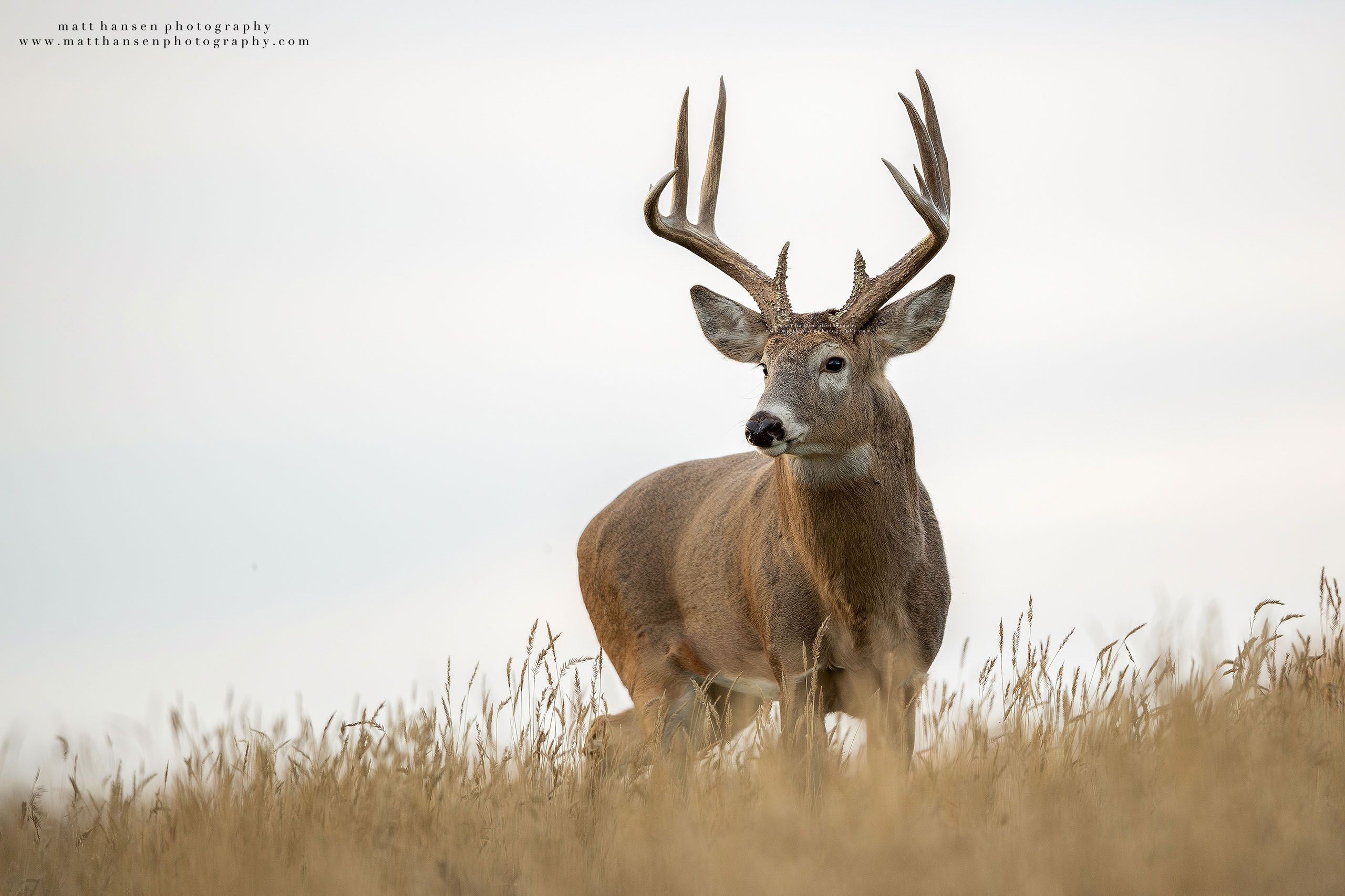 Whitetail Deer Photography