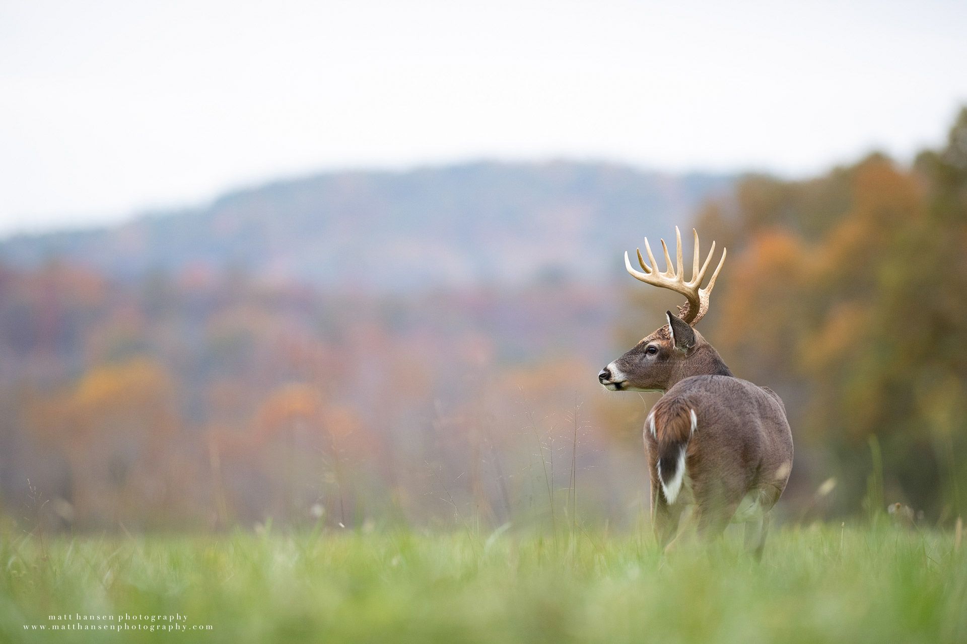 Whitetail Deer Photography