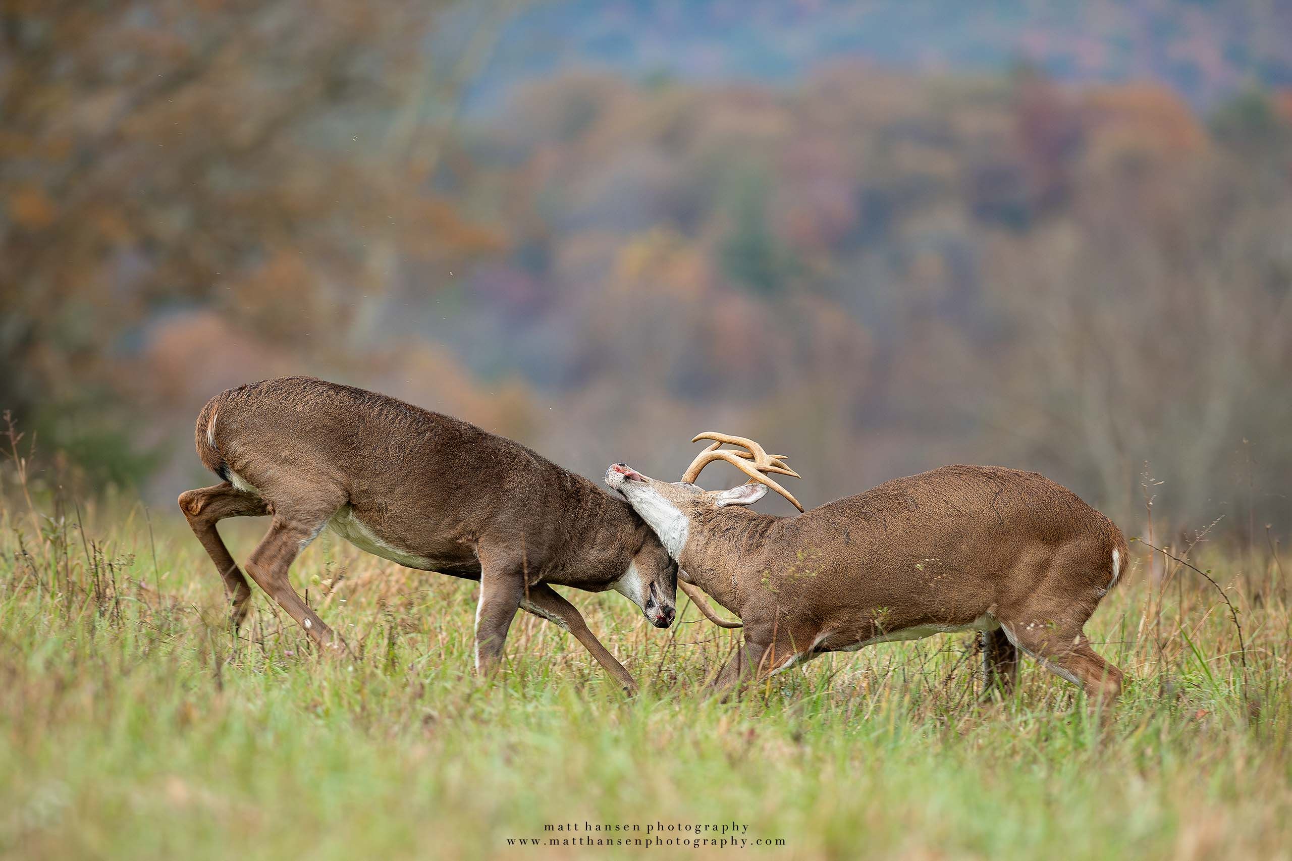 Whitetail Deer Photography