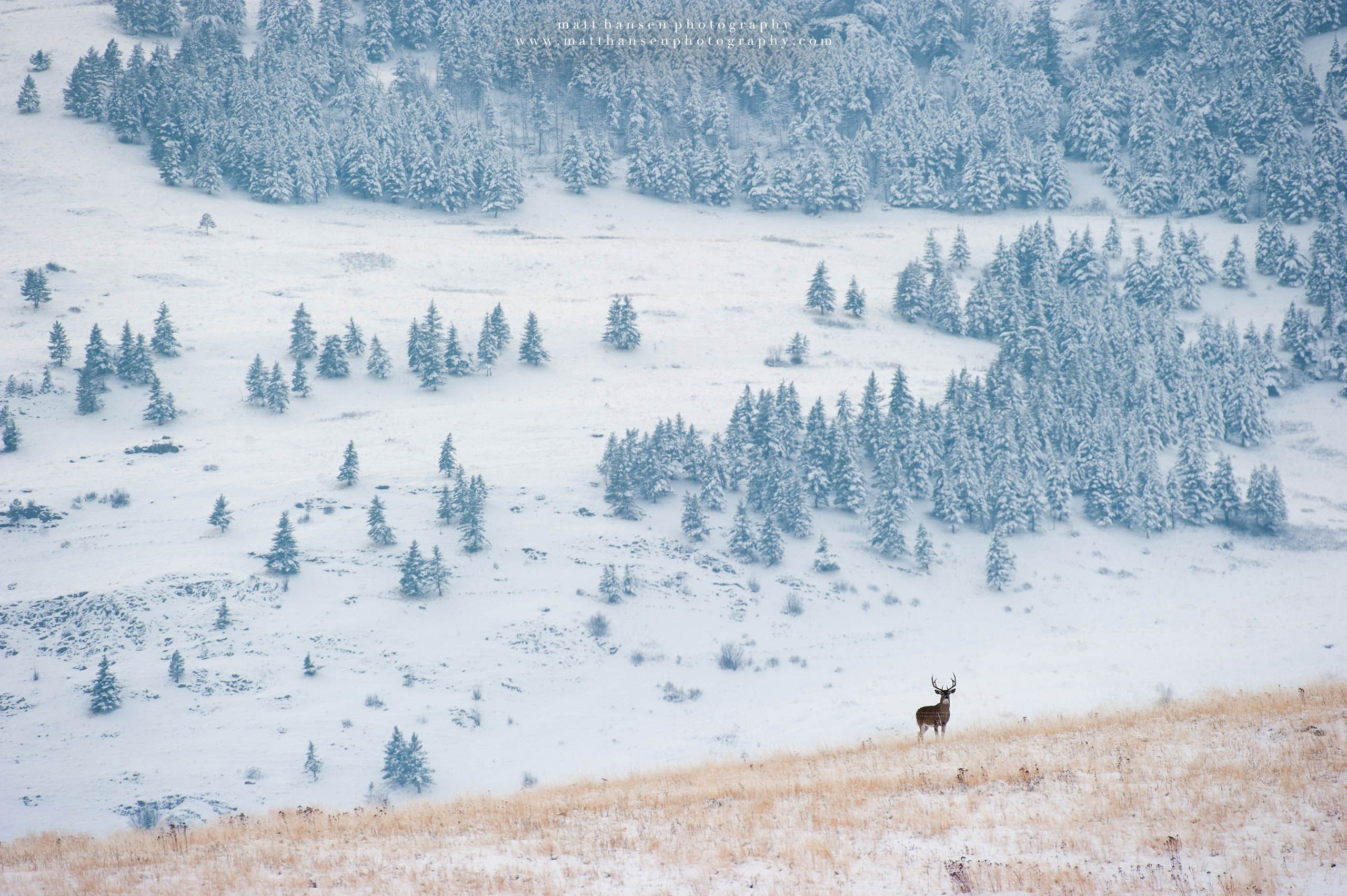 Whitetail Deer Photography