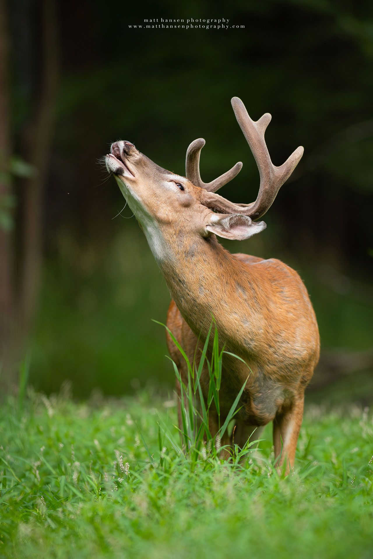Whitetail Deer Photography