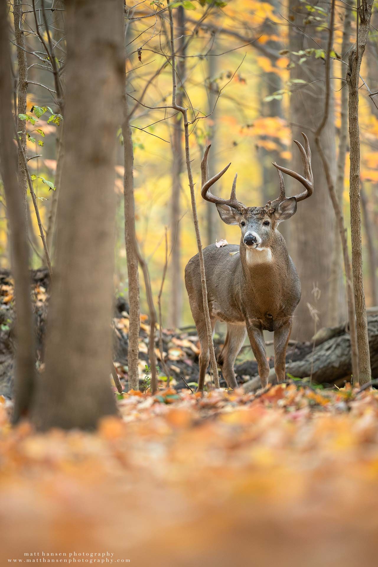 Whitetail Deer Photography