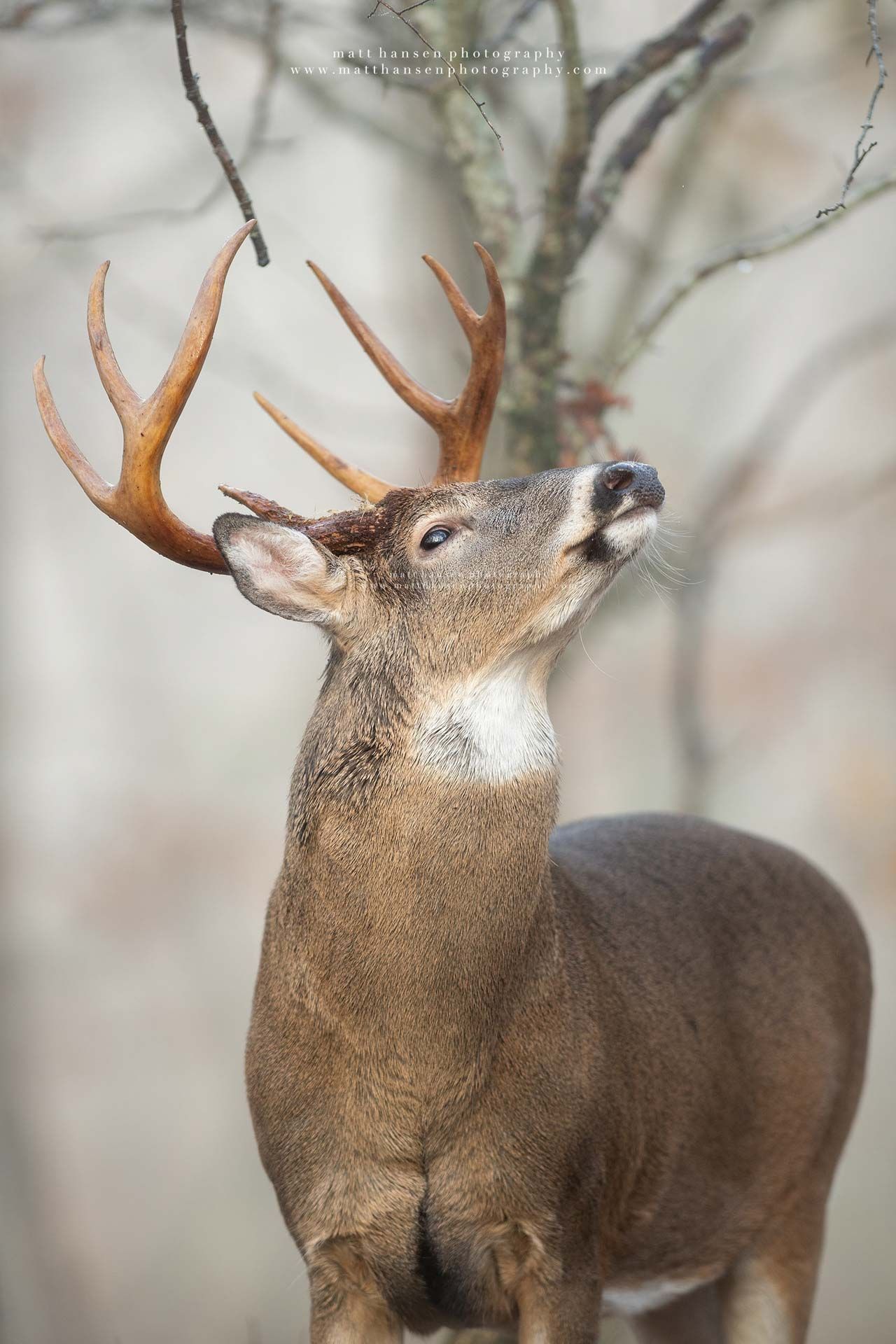 Whitetail Deer Photography by Matt Hansen Photography