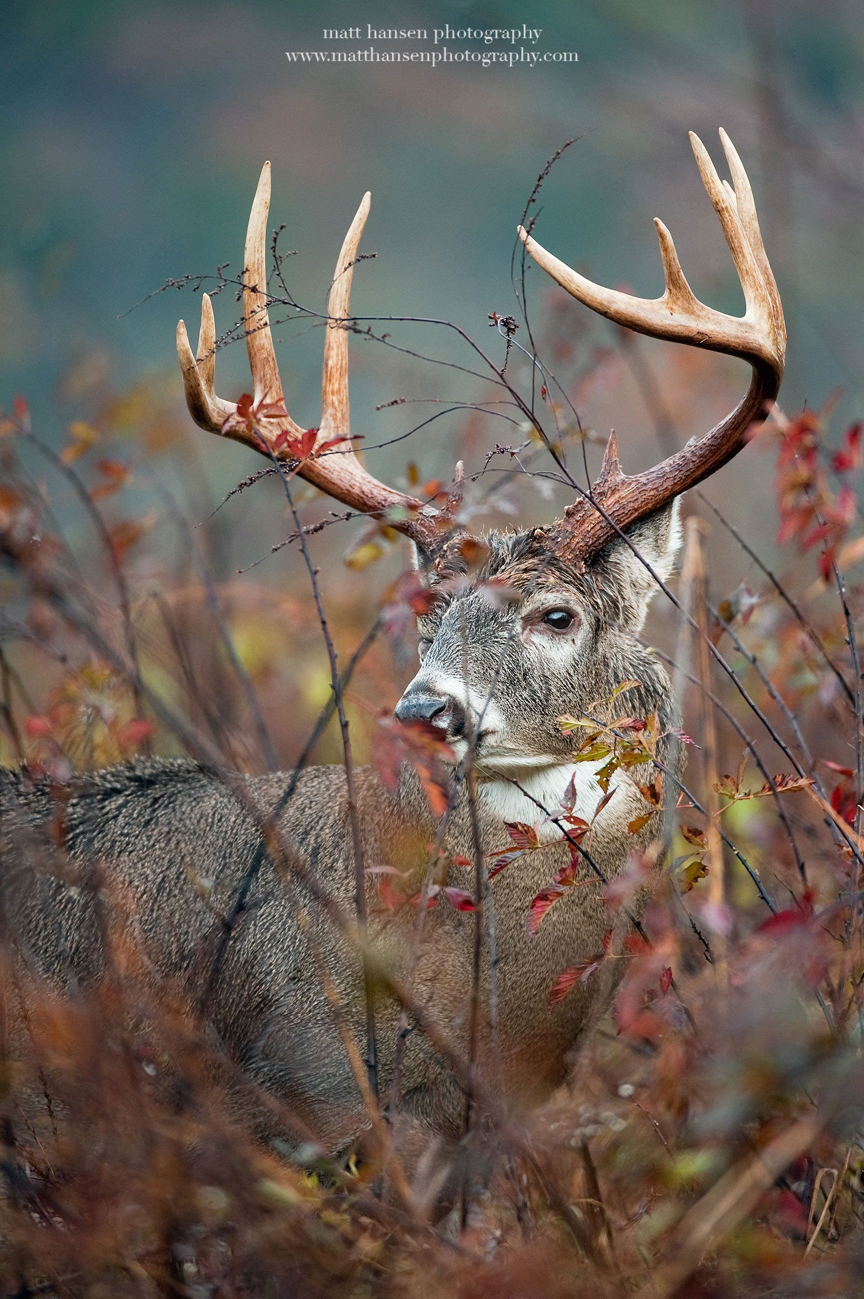 Whitetail Deer Photography - Whitetail Deer Photography