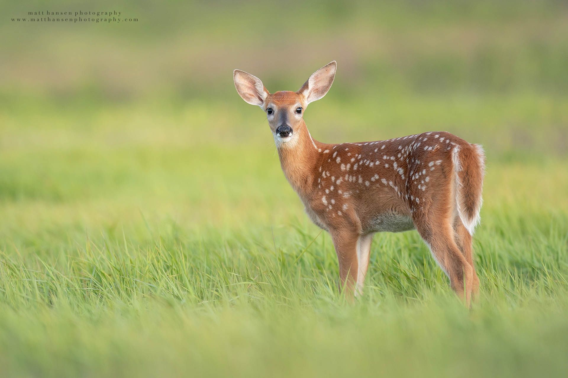 Whitetail Deer Photography