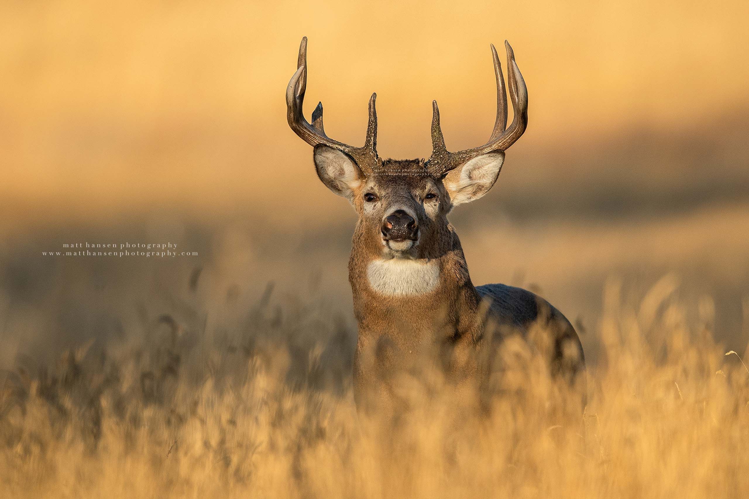 Whitetail Deer Photography