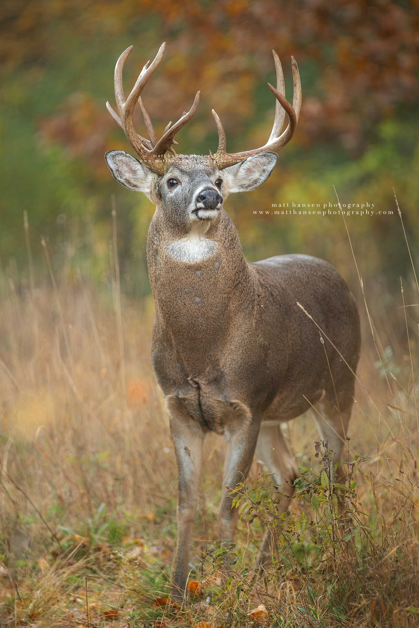 Whitetail Deer Photography