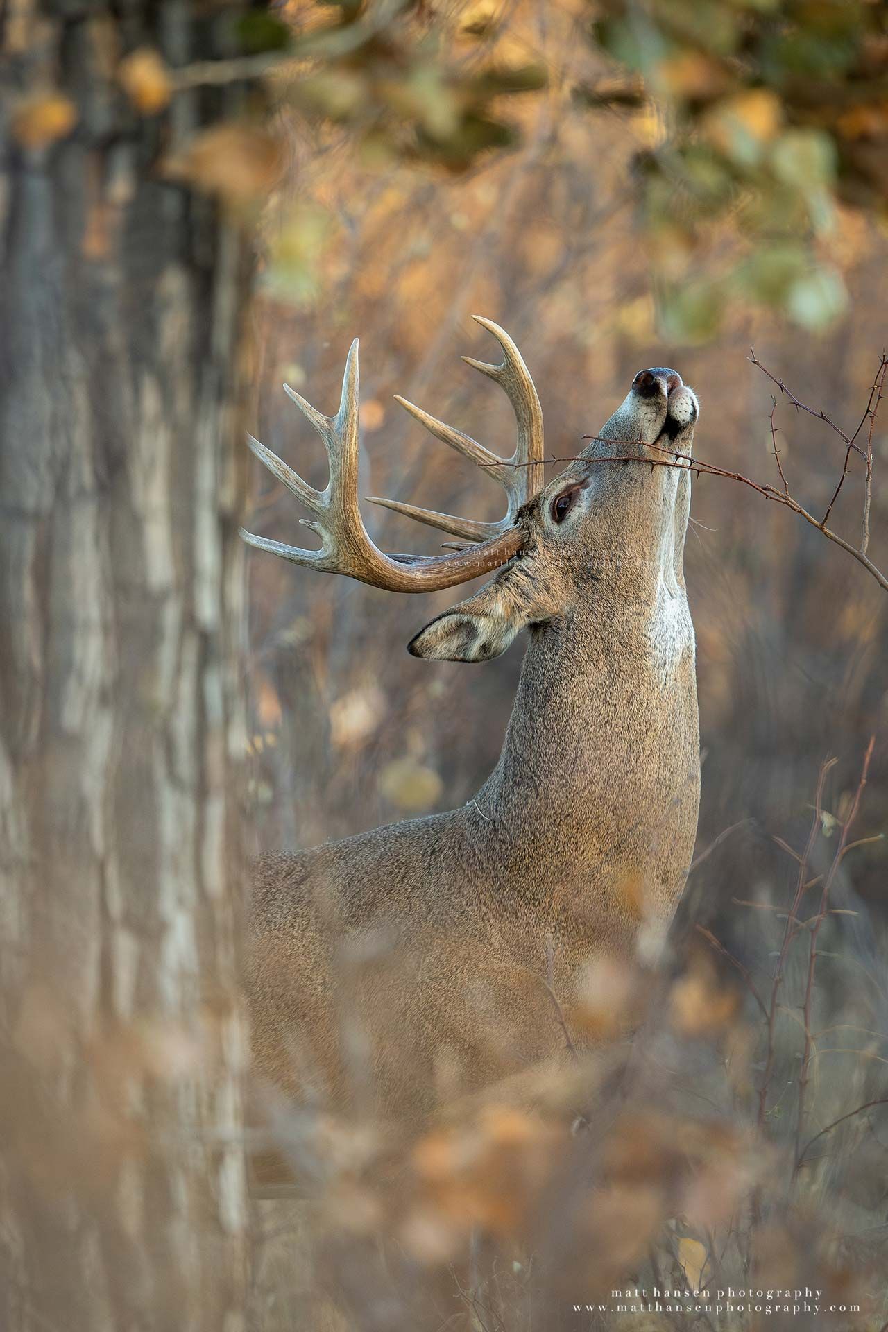 Whitetail Deer Photography