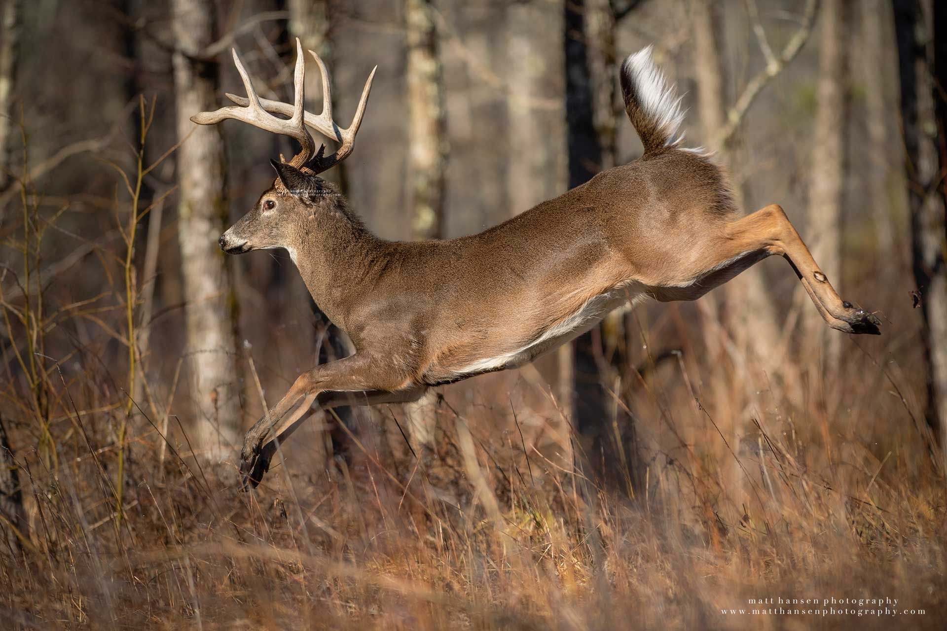 Whitetail Deer Photography