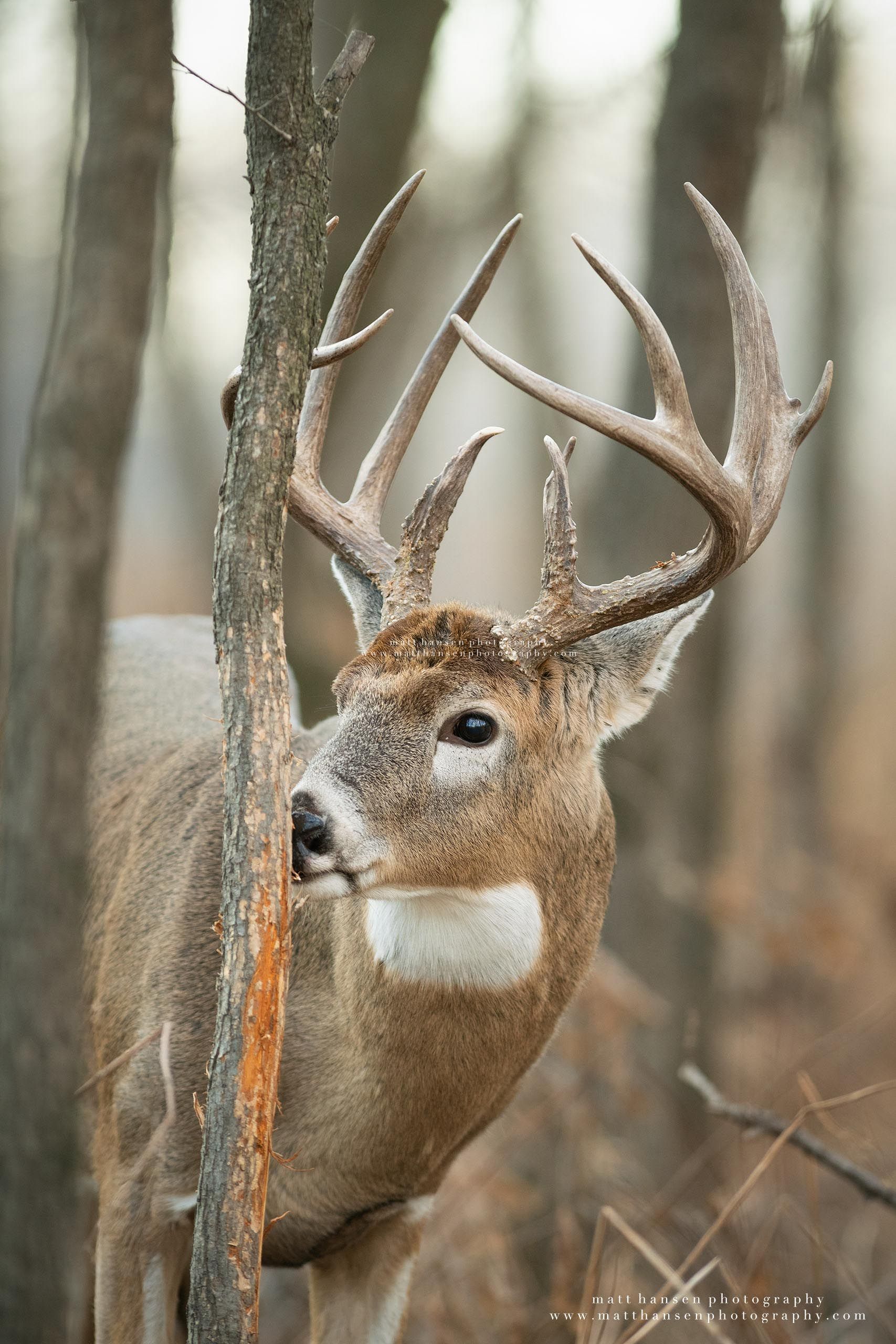 Whitetail Deer Photography