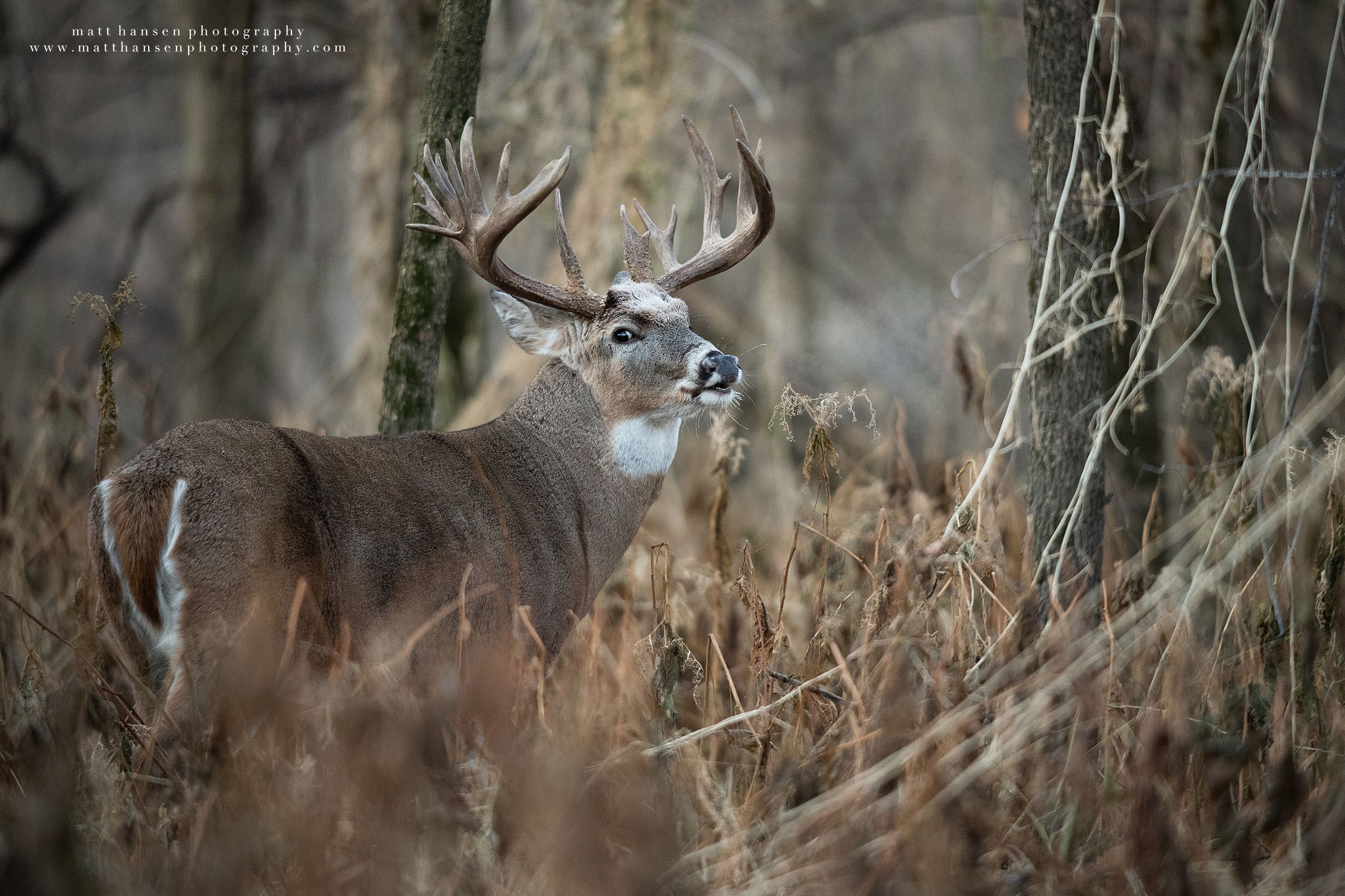 Whitetail Deer Photography - Whitetail Deer Photography