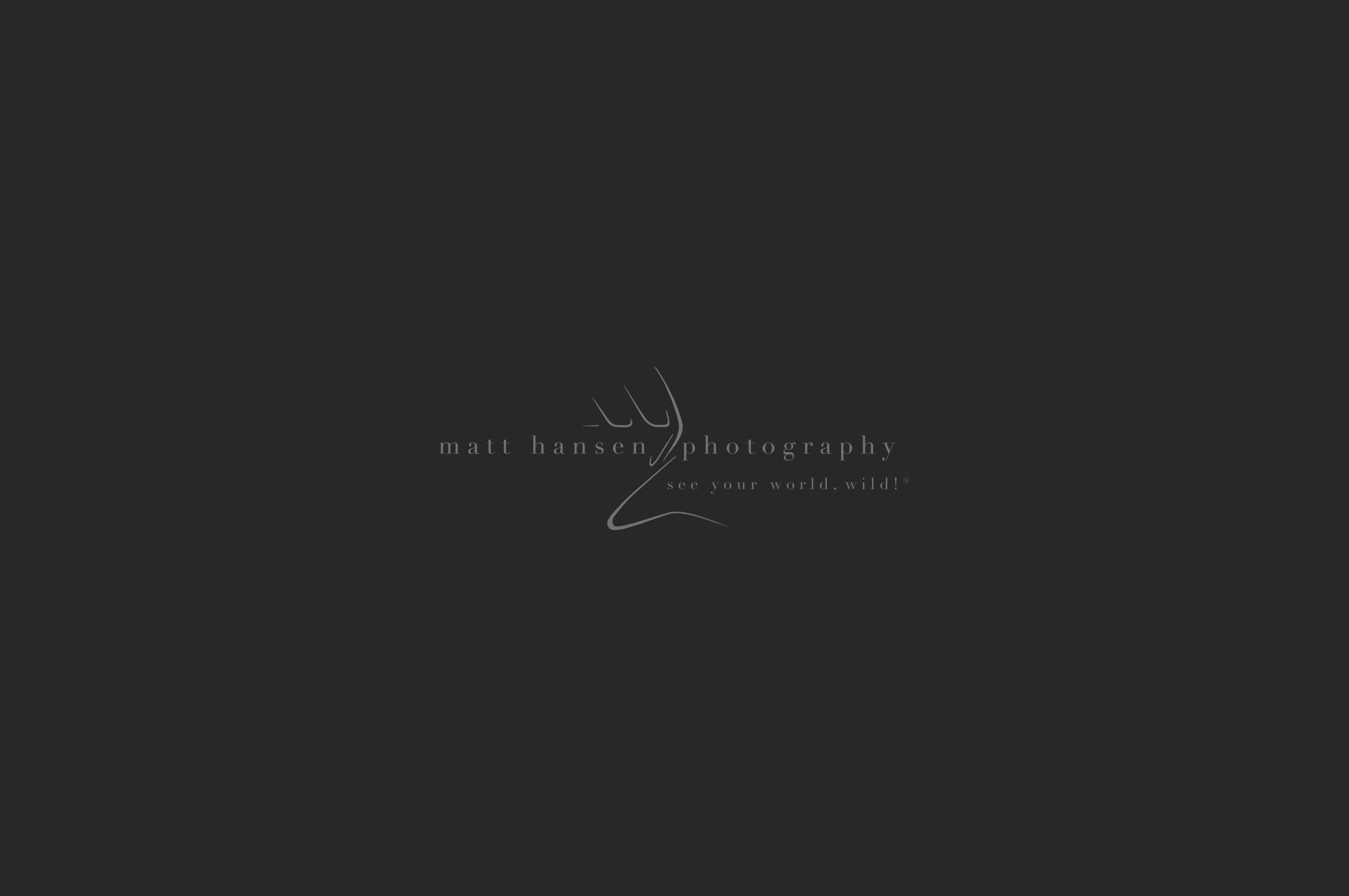 Whitetail Deer Photography by Matt Hansen Photography