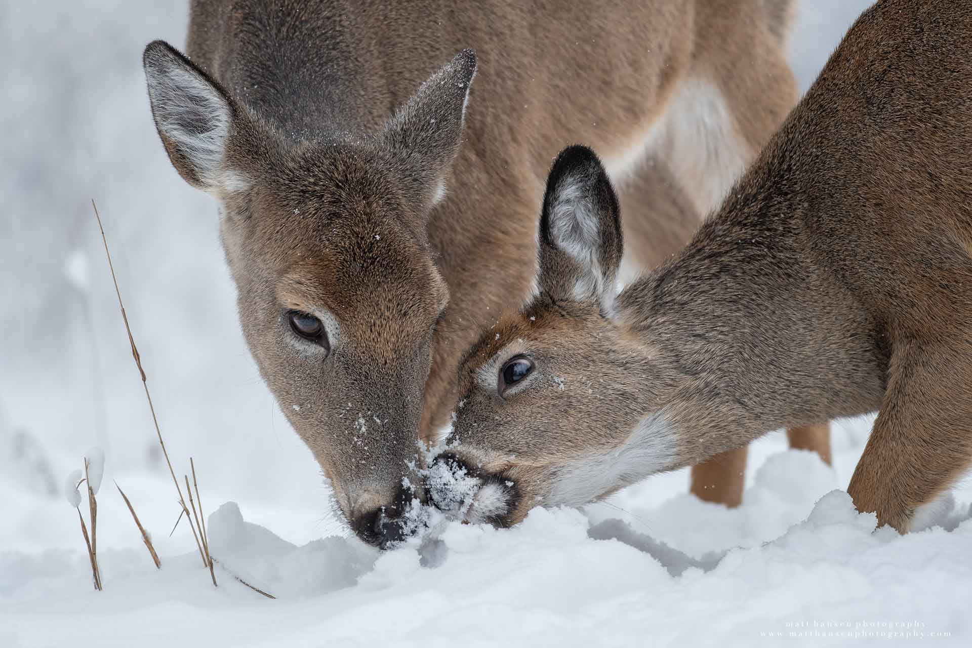 Whitetail Deer Photography by Matt Hansen Photography