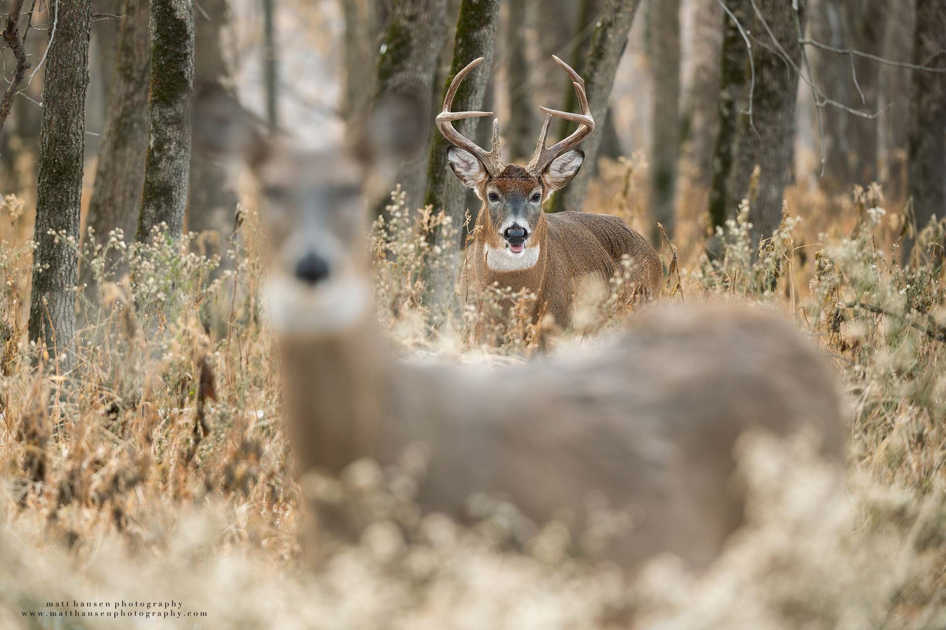 Whitetail Deer Photography