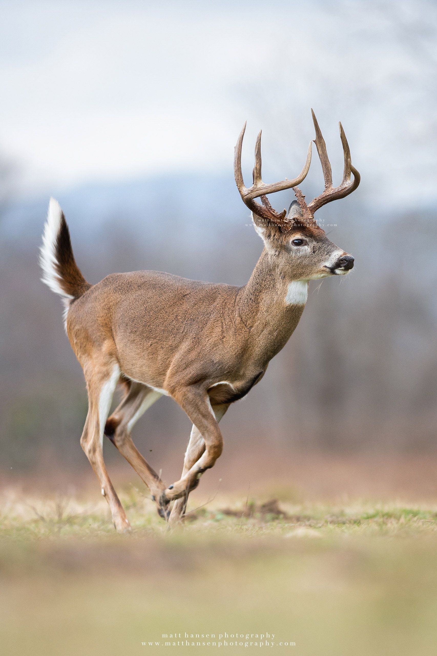 Whitetail Deer Photography