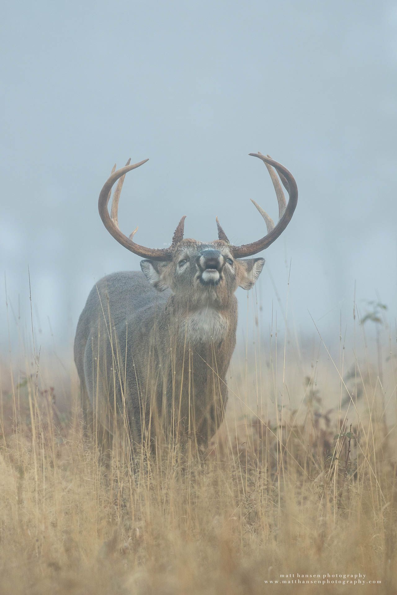 Whitetail Deer Photography by Matt Hansen Photography
