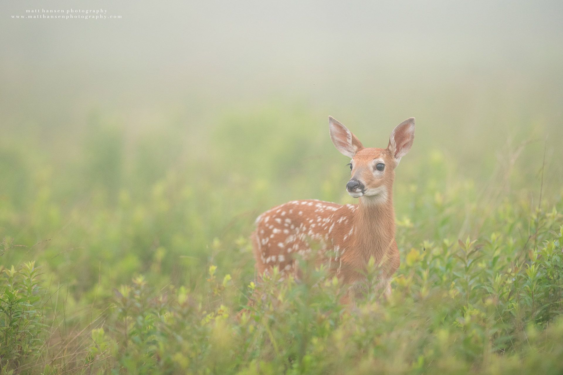 Whitetail Deer Photography
