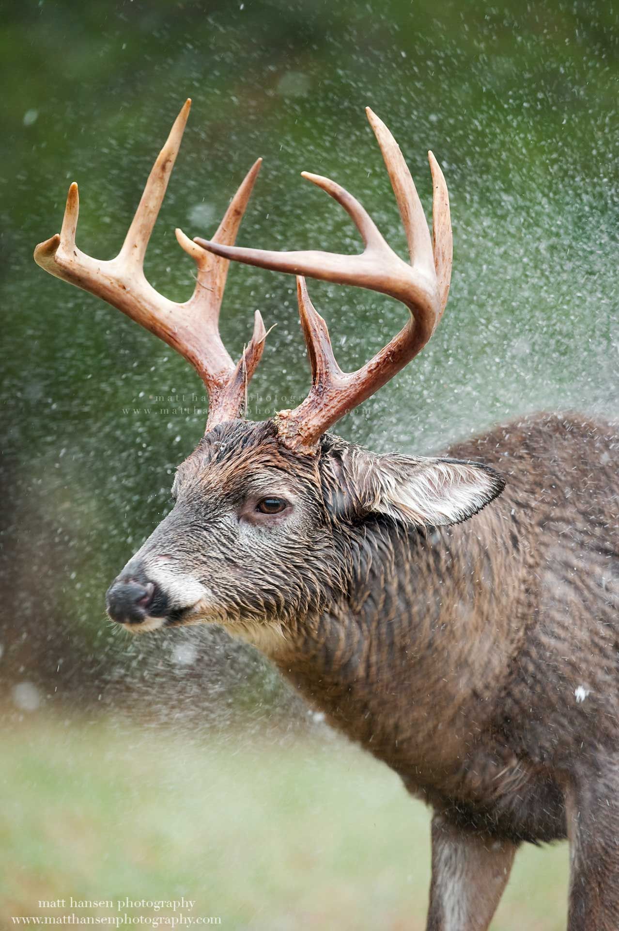 Whitetail Deer Photography by Matt Hansen Photography